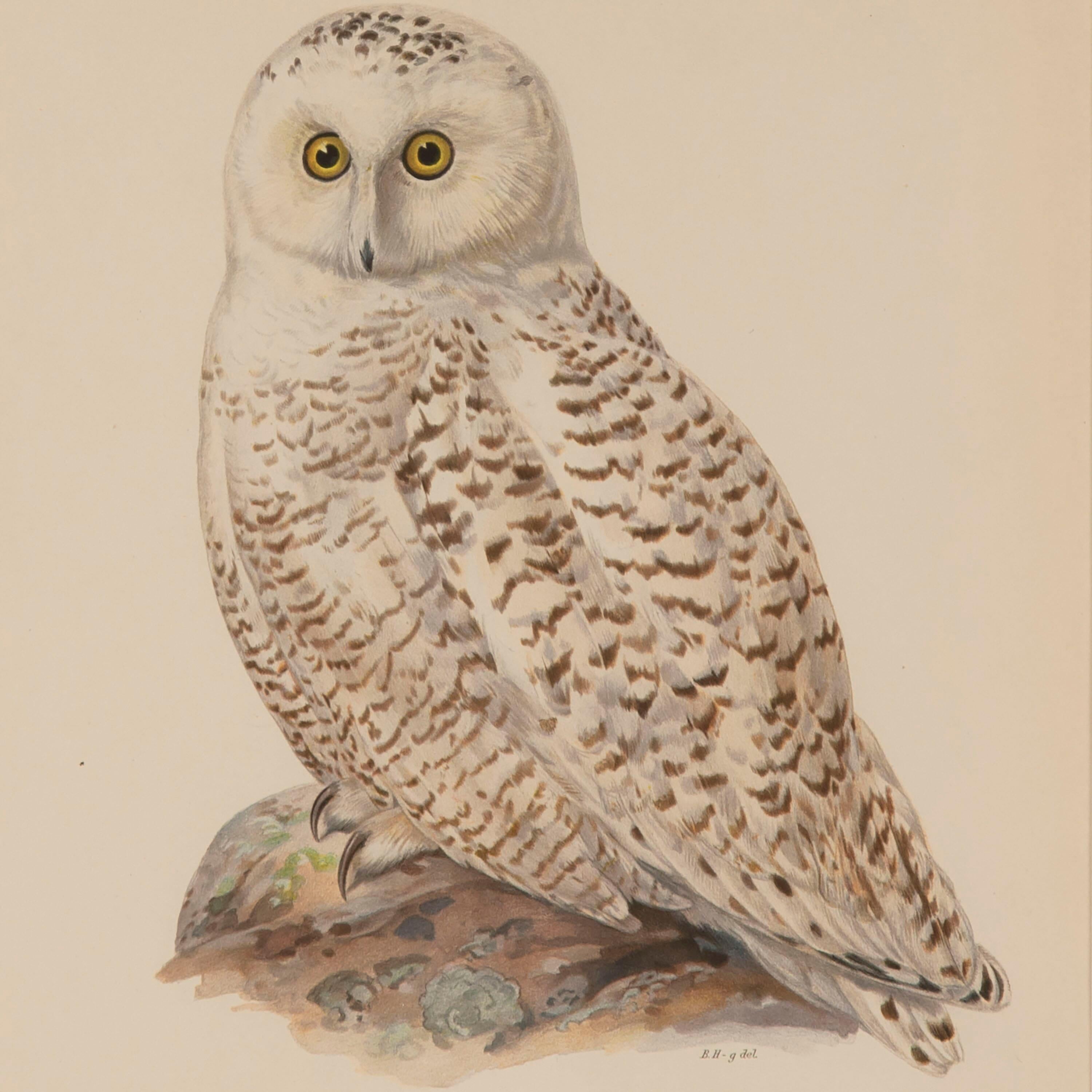 Paper Collection of Nine 20th Century Swedish Owl Engravings