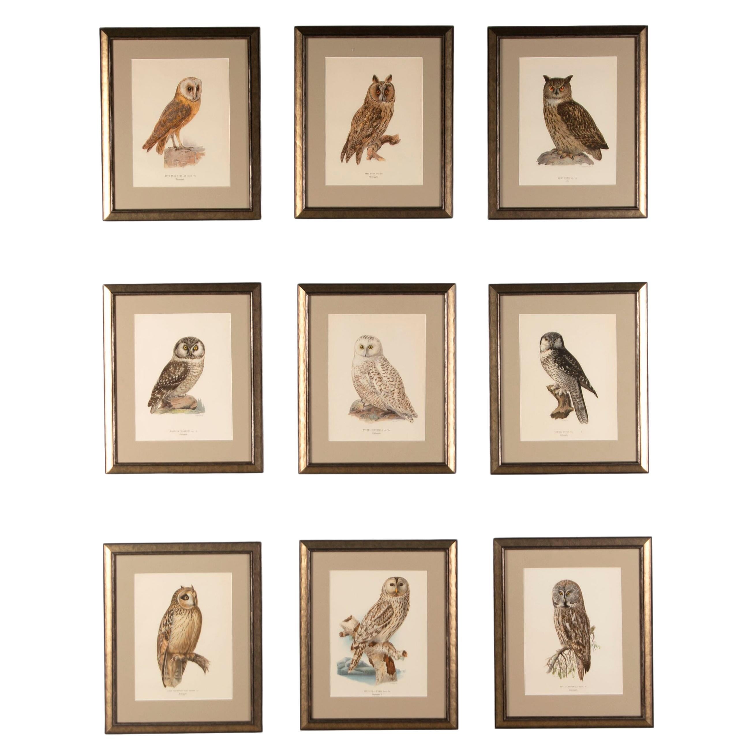 Collection of Nine 20th Century Swedish Owl Engravings
