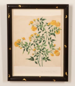 Collection of Nine Early 19th Century Chinese Watercolour Botanical Studies