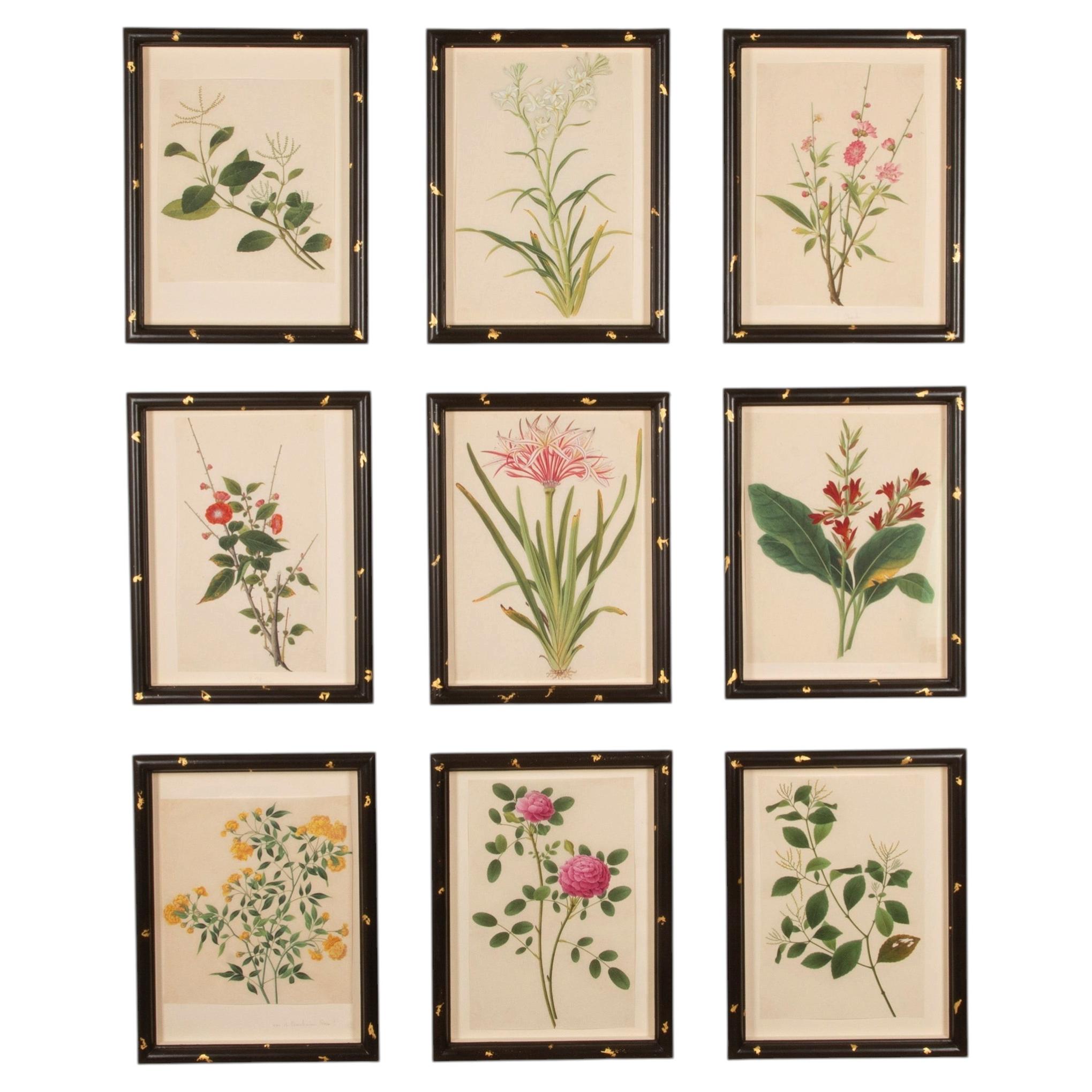 Collection of Nine Early 19th Century Chinese Watercolour Botanical Studies