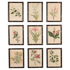 Collection of Nine Early 19th Century Chinese Watercolour Botanical Studies