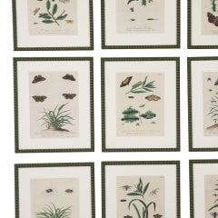 Collection of Nine First Edition Albin Engravings