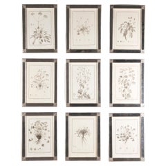 Collection of Nine Geranium Engravings