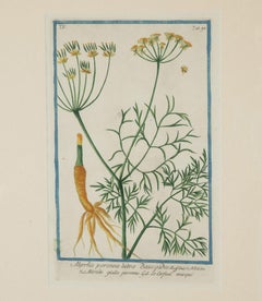 Collection of Nine Late 18th Century Italian Botanical Prints by Giorgio Bonelli