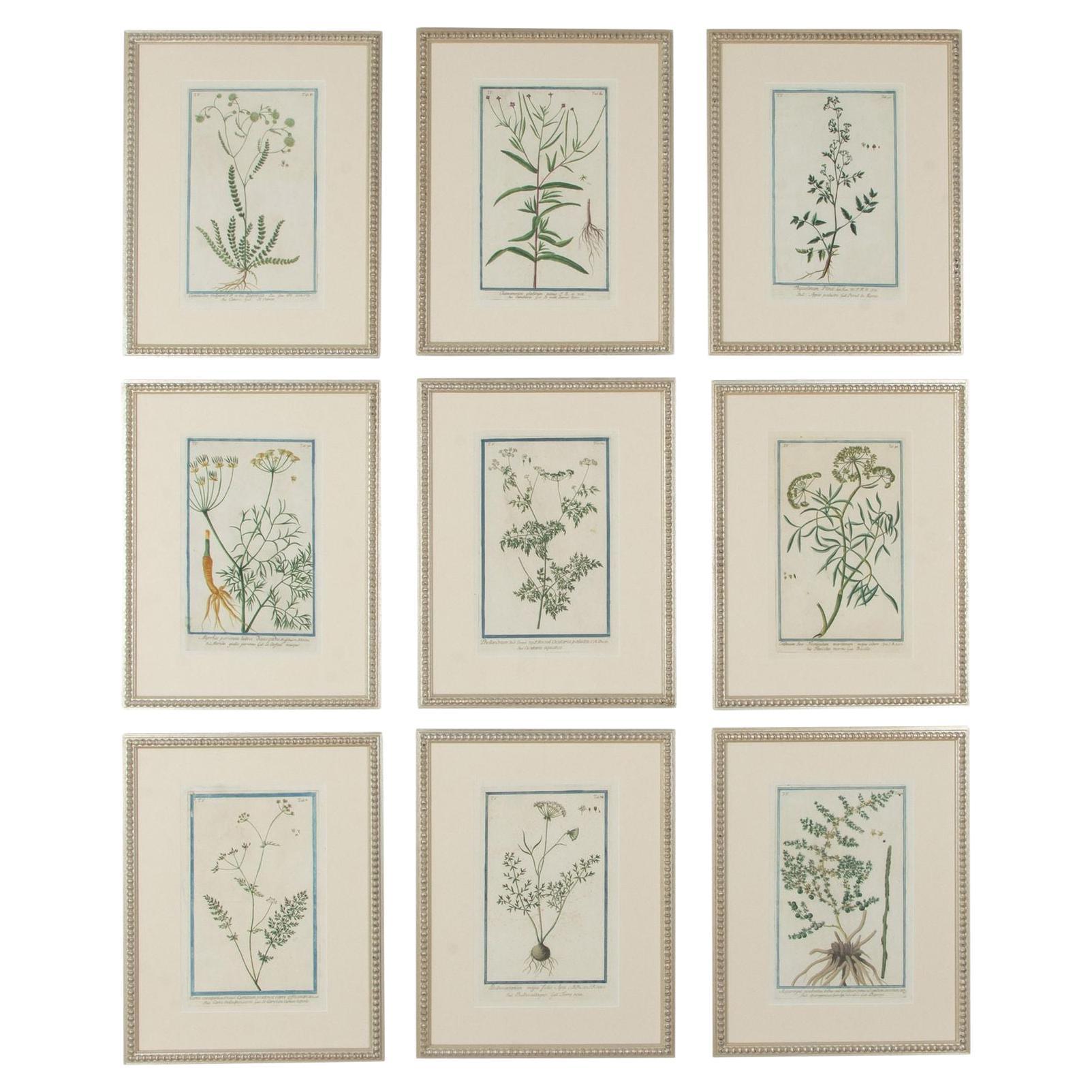 Colección de nueve estampas botánicas italianas de finales del siglo XVIII de Giorgio Bonelli