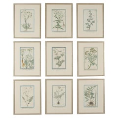 Colección de nueve estampas botánicas italianas de finales del siglo XVIII de Giorgio Bonelli