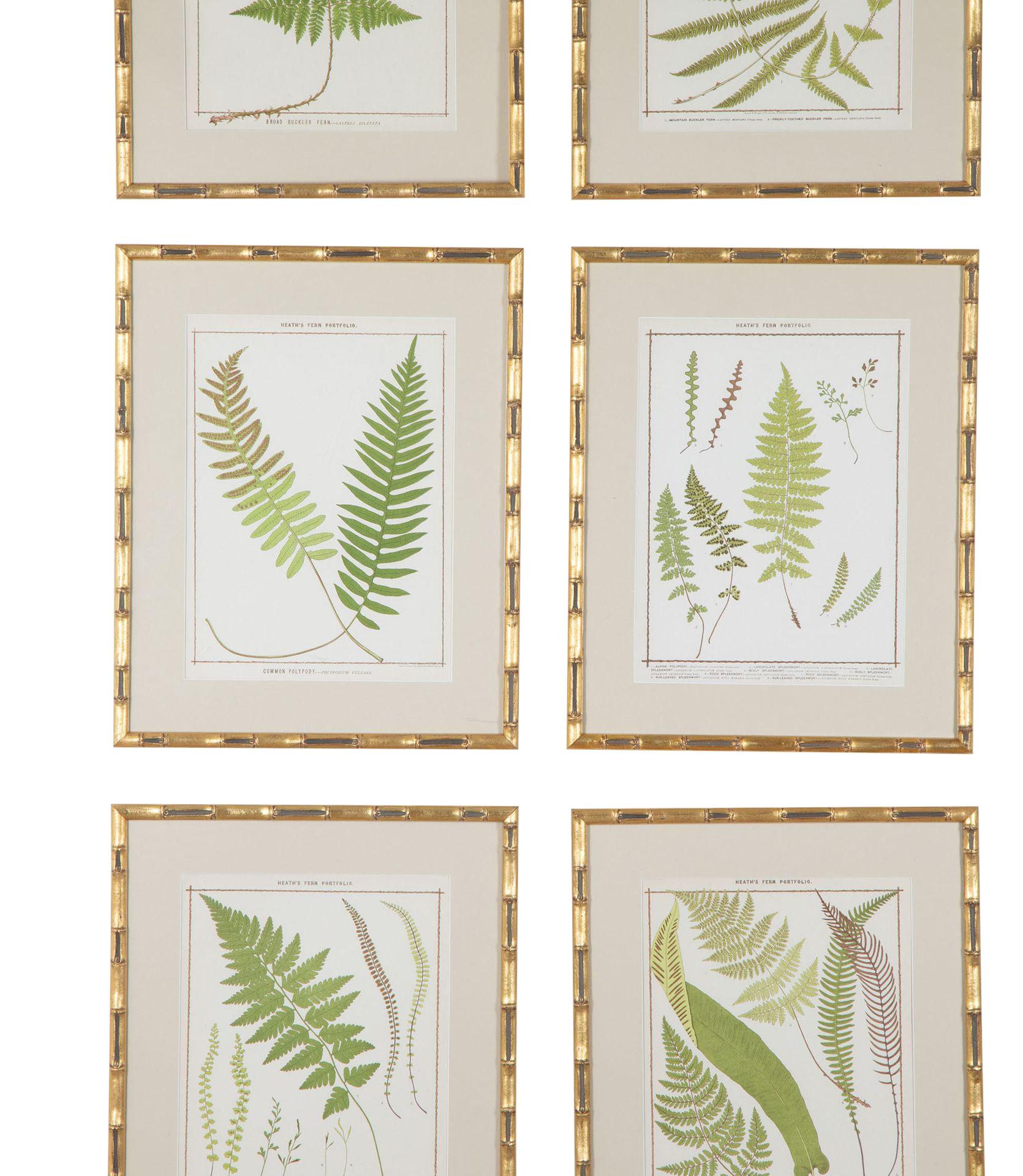 Collectional de neuf chromolithographies de fougères britanniques grandeur nature du XIXe siècle par Francis George Heath. 
Encadrés dans des cadres italiens en faux bambou.