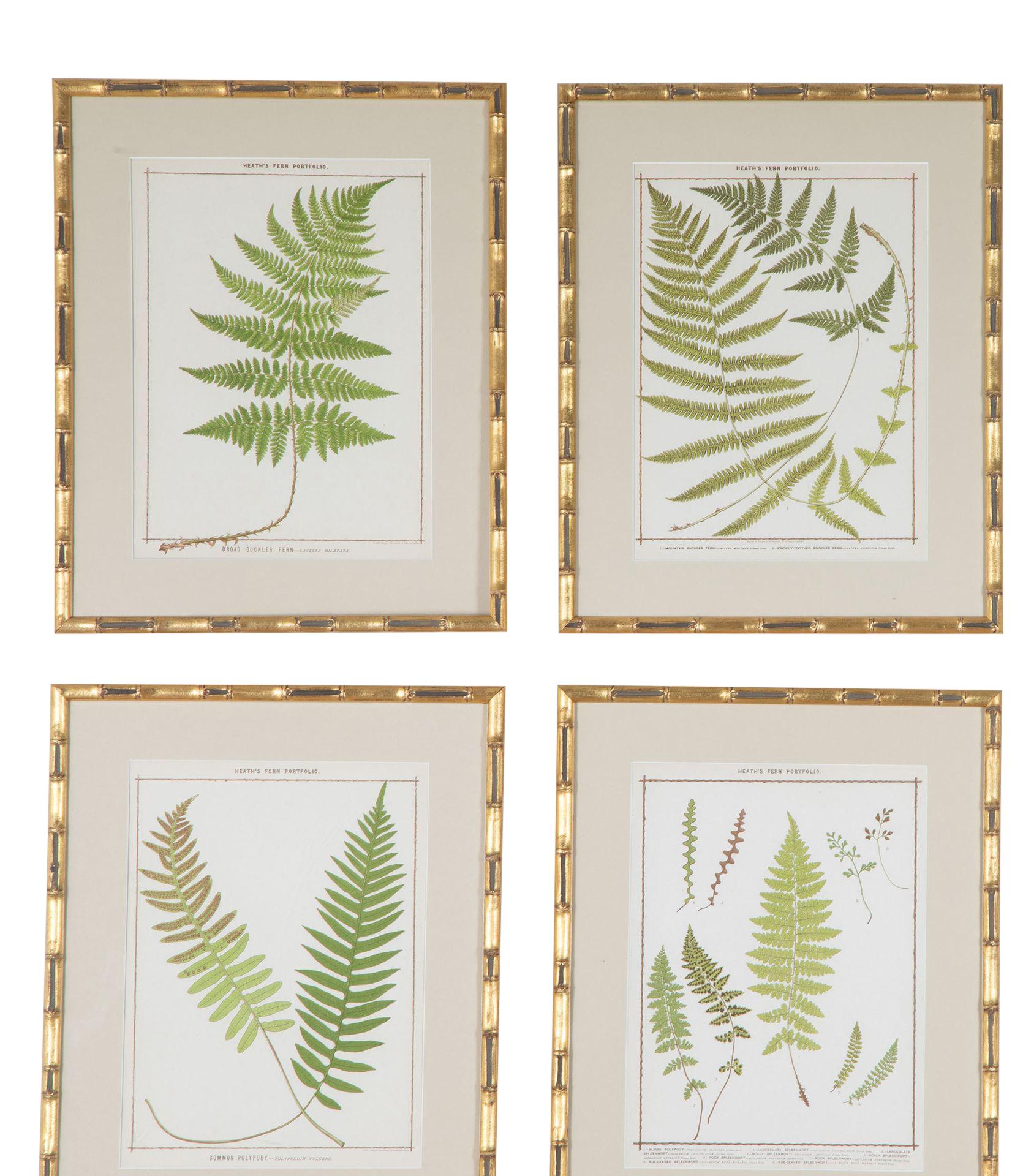 Britannique Collectional de neuf chromolithographies de fougères britanniques de la fin du XIXe siècle en vente