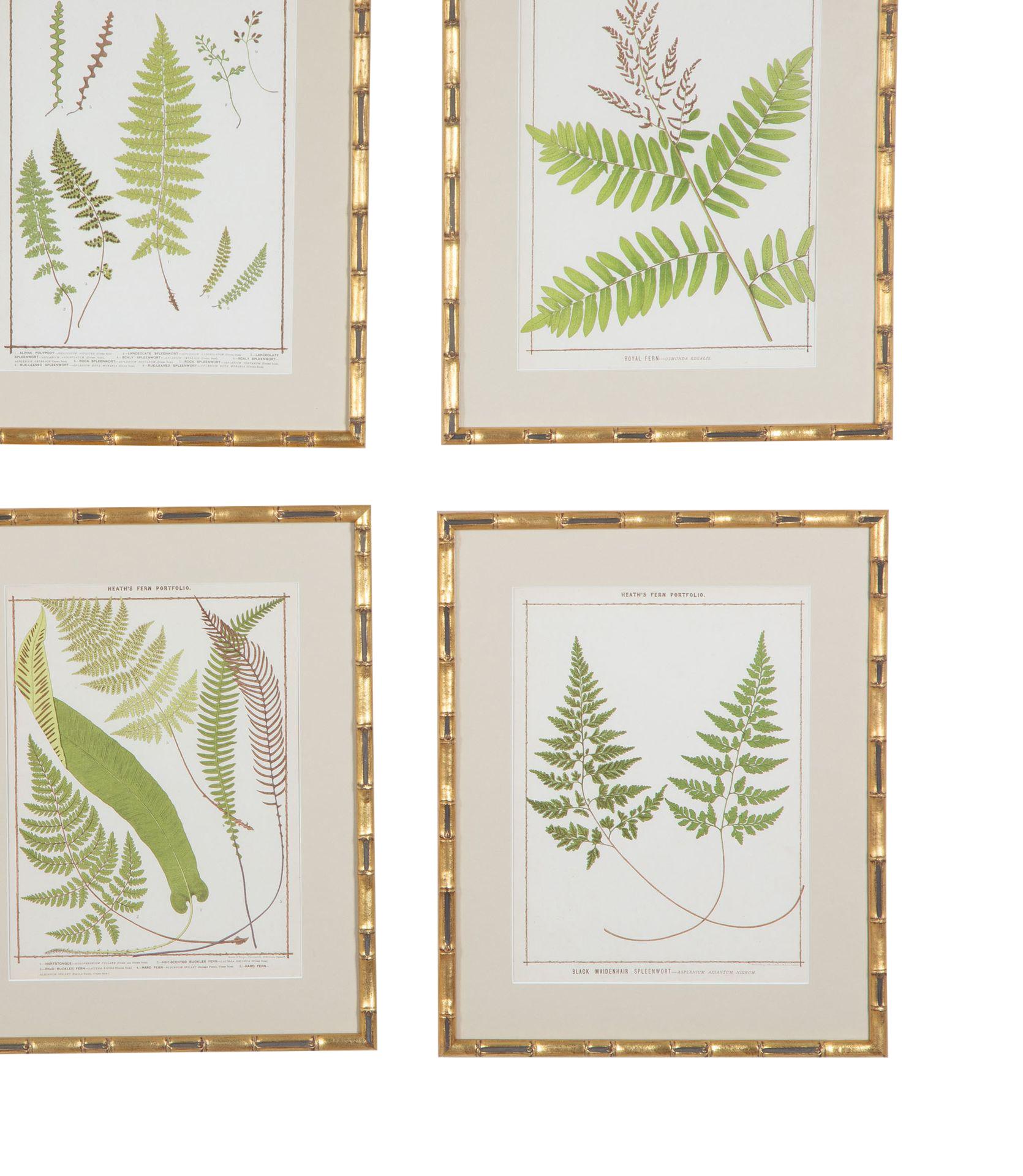 Collectional de neuf chromolithographies de fougères britanniques de la fin du XIXe siècle Bon état - En vente à Tetbury, Gloucestershire