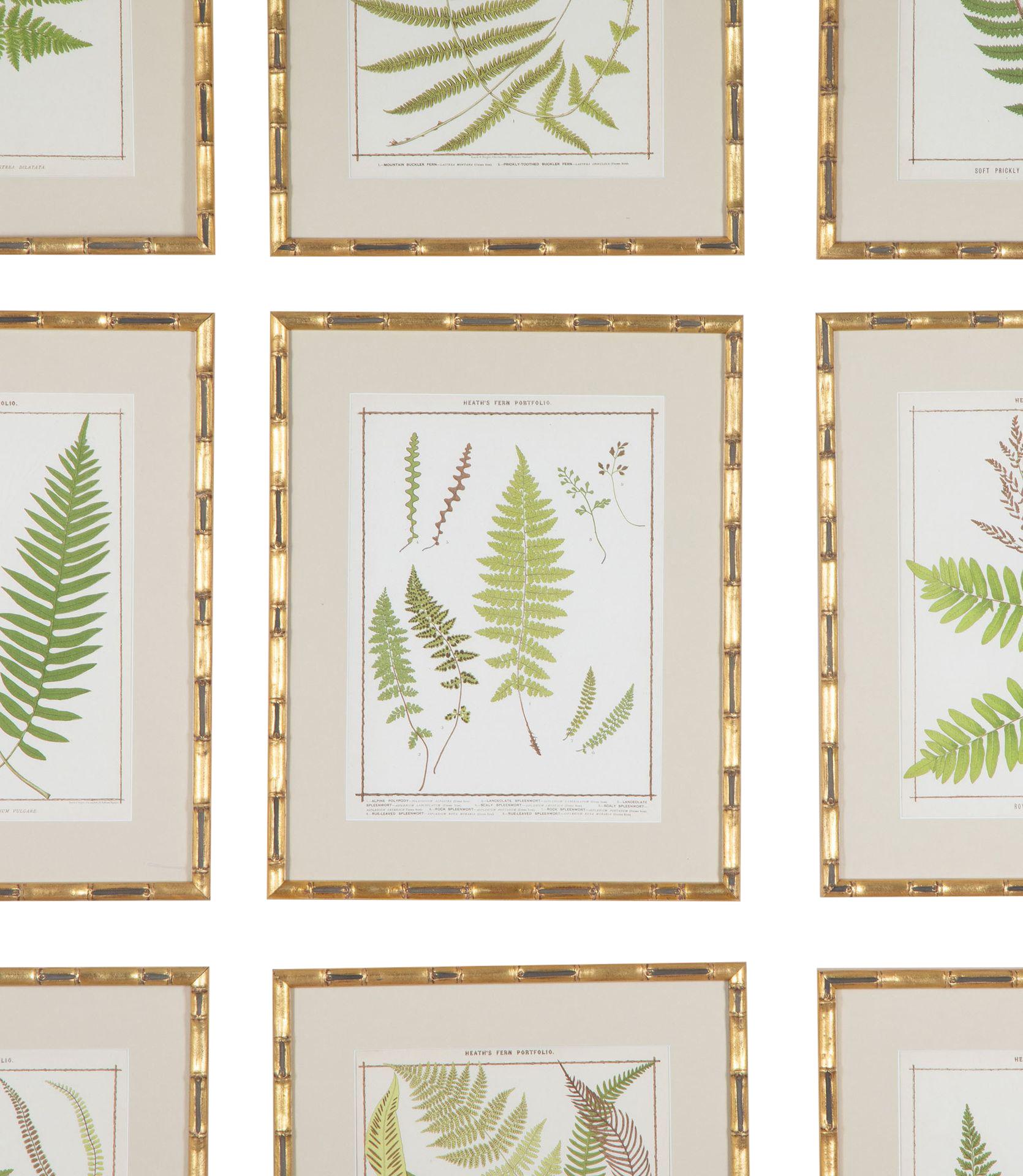 Papier Collectional de neuf chromolithographies de fougères britanniques de la fin du XIXe siècle en vente