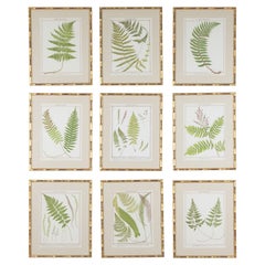 Collection of Nine Late 19th Century Chromolithographs of British Ferns