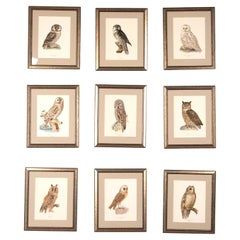 Collection of Nine Owl Engravings by Magnus Von Wright 