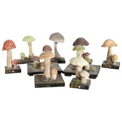 Collection of Nine Scientific Mushrooms on Wooden Bases