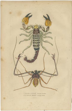 Collection of Old Naturalist Illustrations: Marine Life and Arthropods, 1845