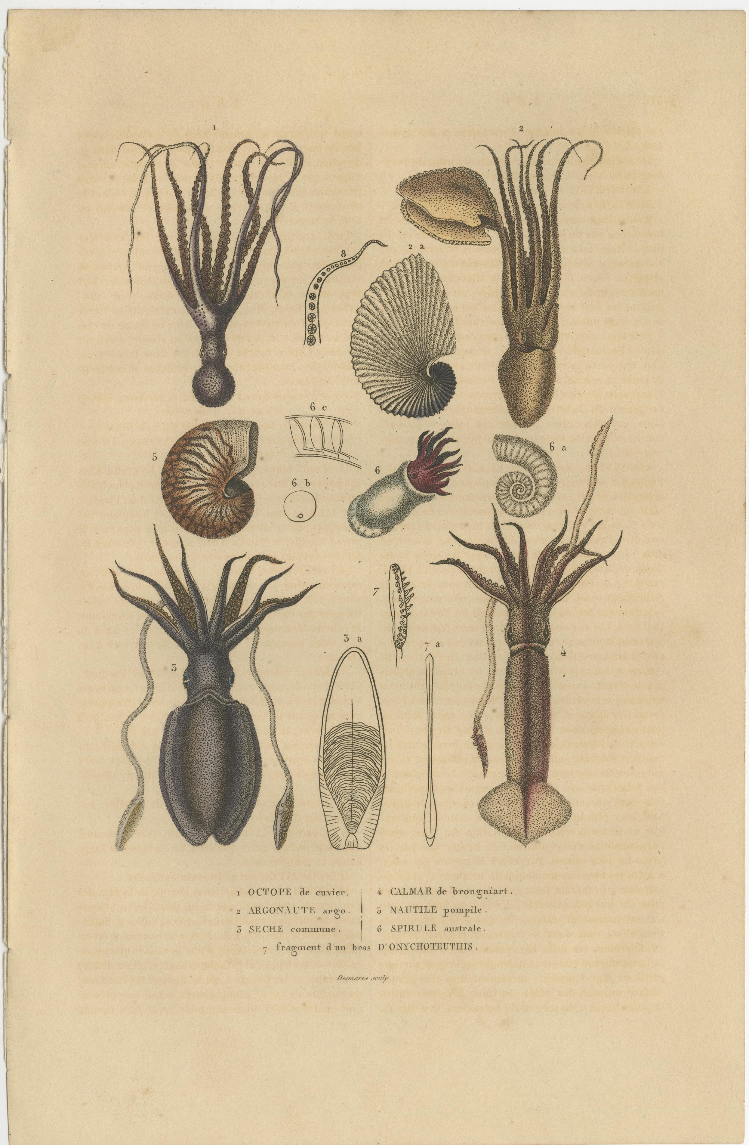 Engraved Collection of Old Naturalist Illustrations: Marine Life and Arthropods, 1845   For Sale