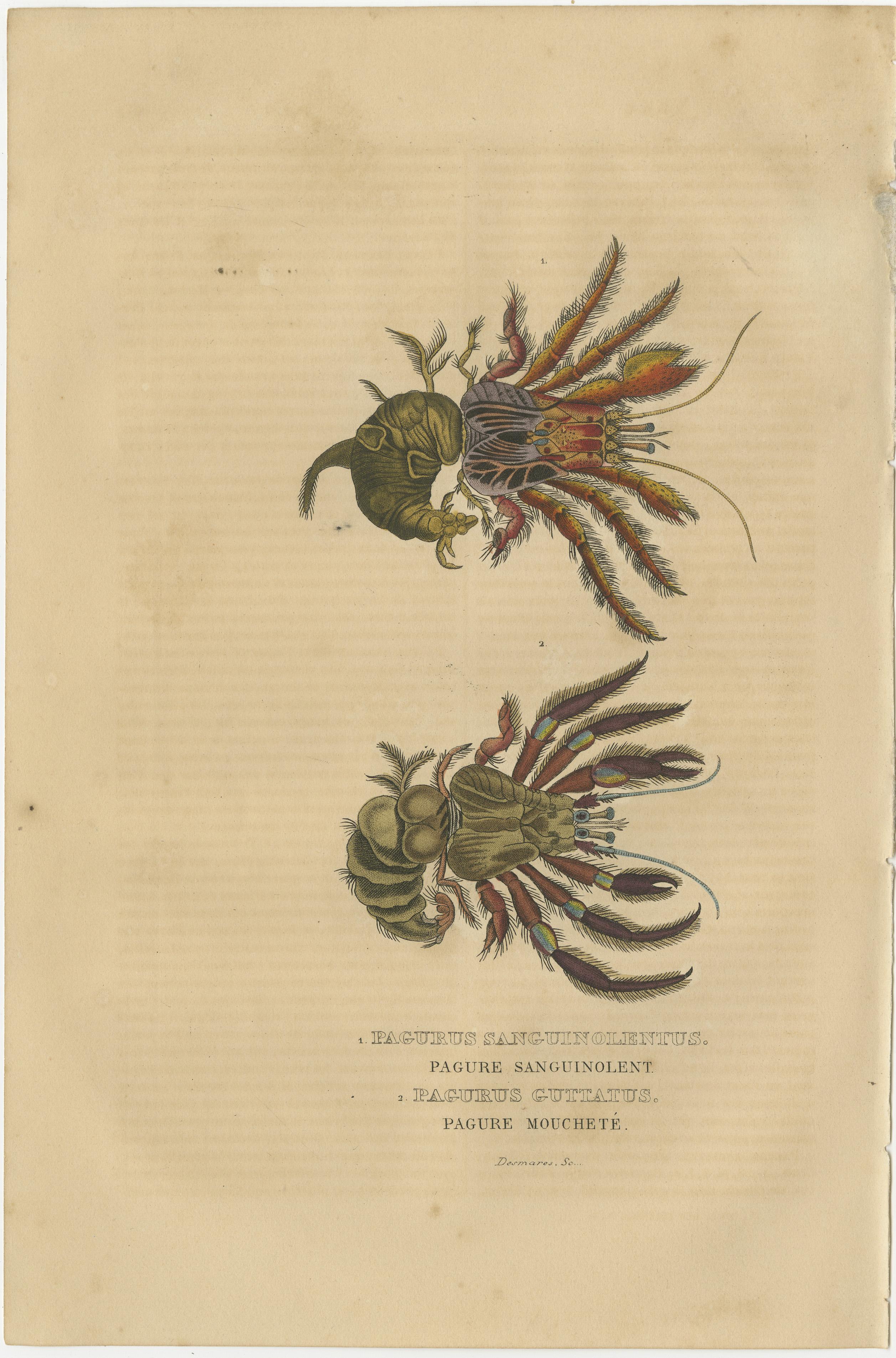 Collection of Old Naturalist Illustrations: Marine Life and Arthropods, 1845   In Good Condition For Sale In Langweer, NL