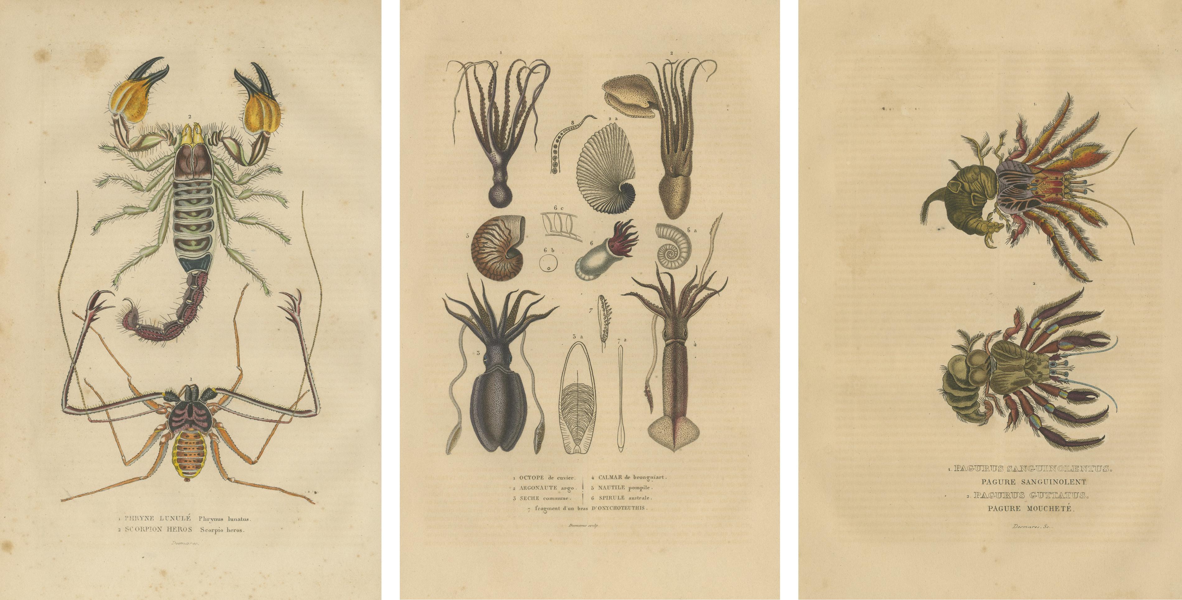 Mid-19th Century Collection of Old Naturalist Illustrations: Marine Life and Arthropods, 1845   For Sale