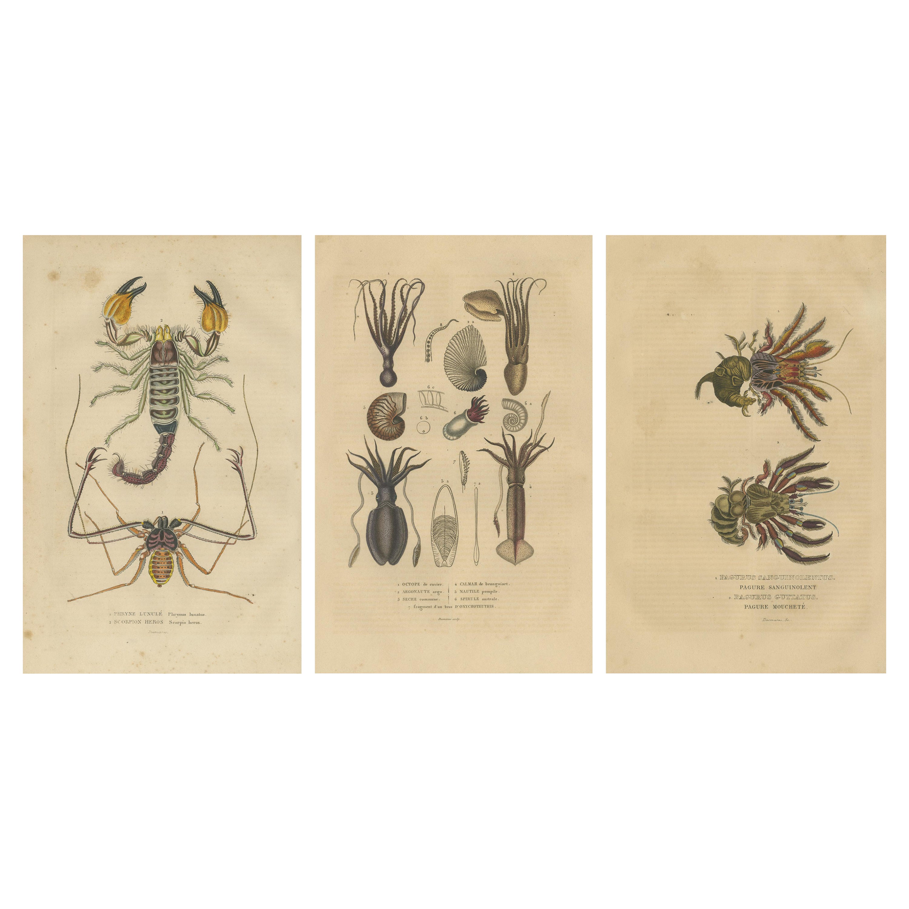 Sammlung alter naturalistischer Illustrationen: Marineleben und Arthropods, 1845