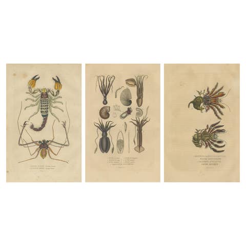 Collection of Old Naturalist Illustrations: Marine Life and Arthropods, 1845