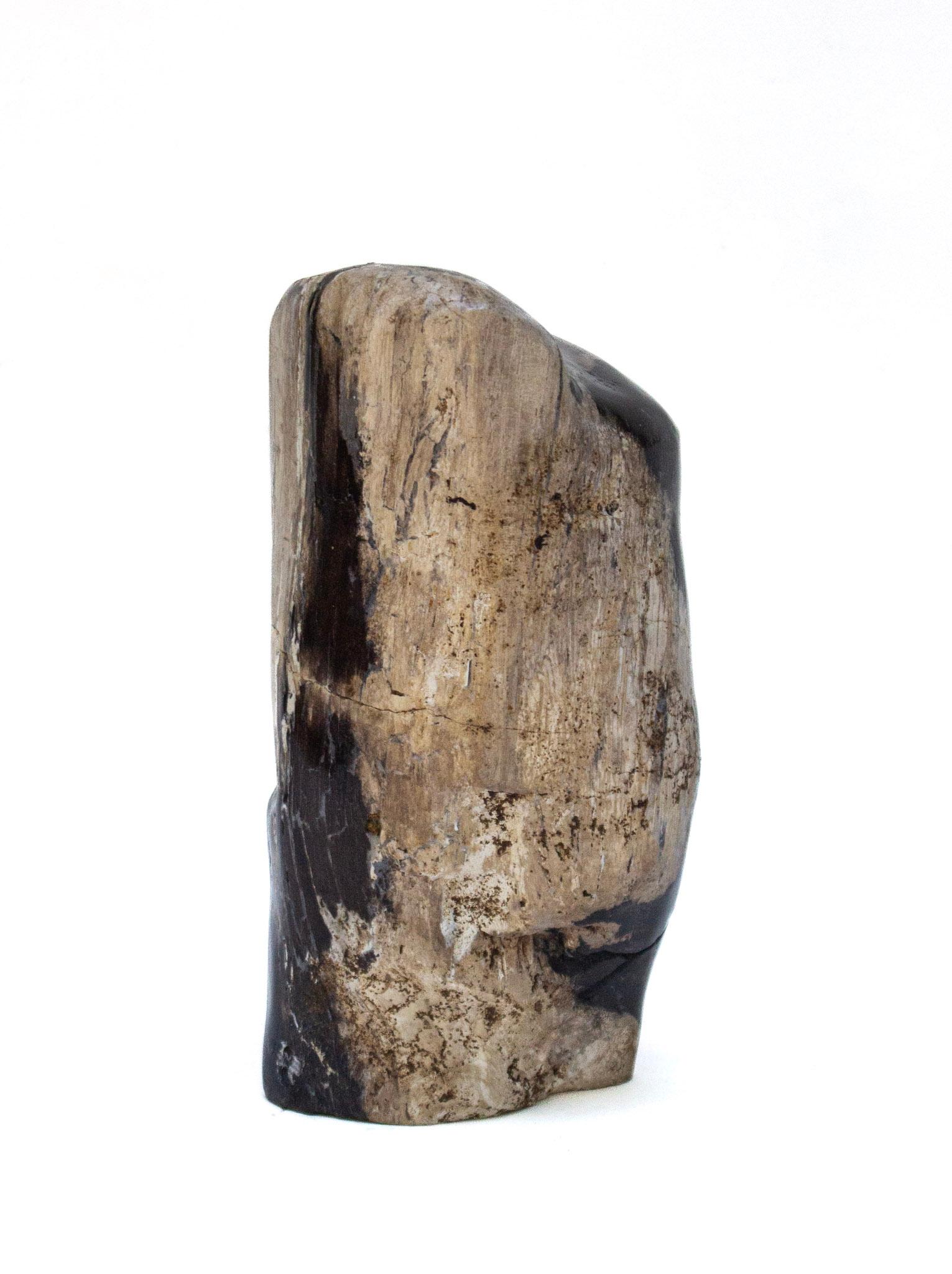 Collection of Organic Modern Petrified Wood For Sale 4