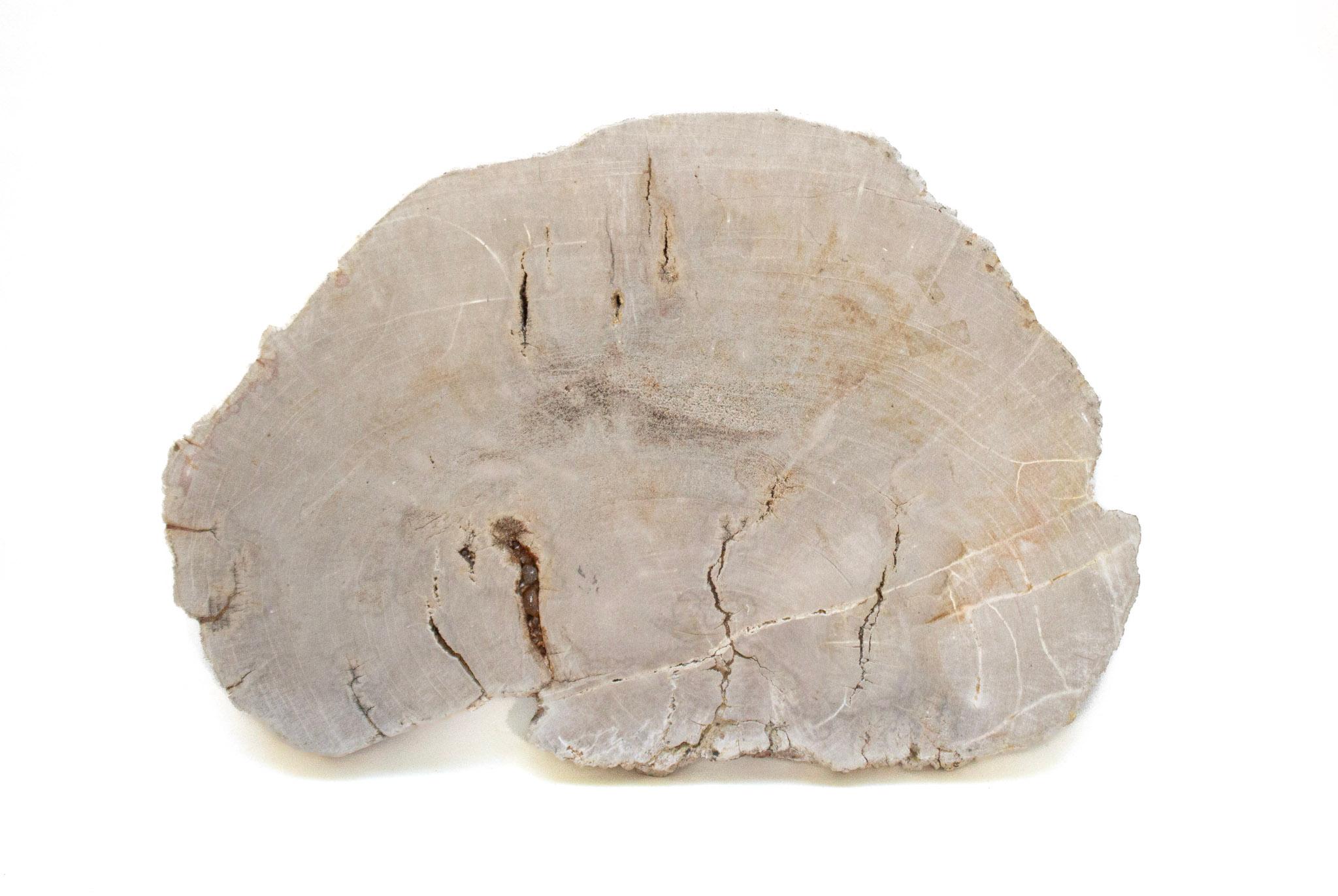 Collection of Organic Modern Petrified Wood For Sale 5