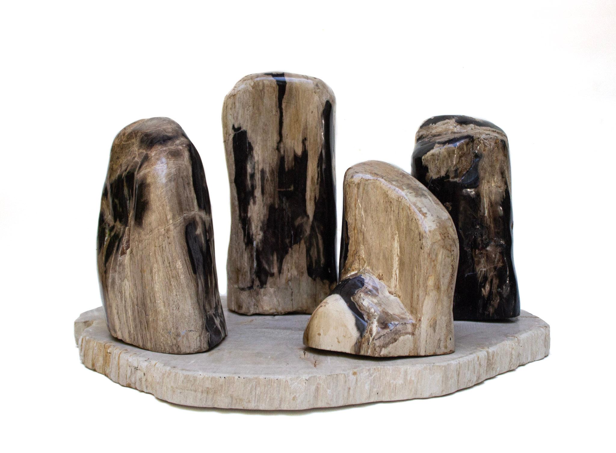 A collection of four multi-toned polished petrified wood pieces on a coordinating petrified wood slab. 

Petrified wood is a special type of fossilized wood. This type of mineralized petrified wood went through an intricate process that took place
