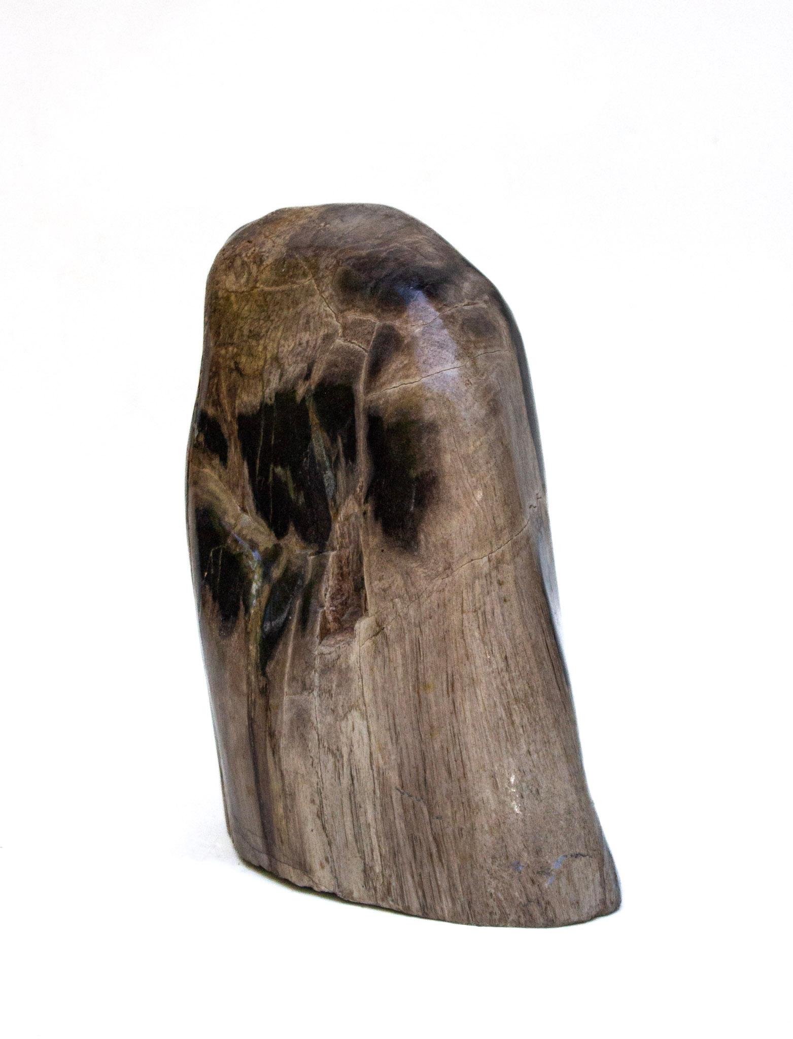 Polished Collection of Organic Modern Petrified Wood For Sale