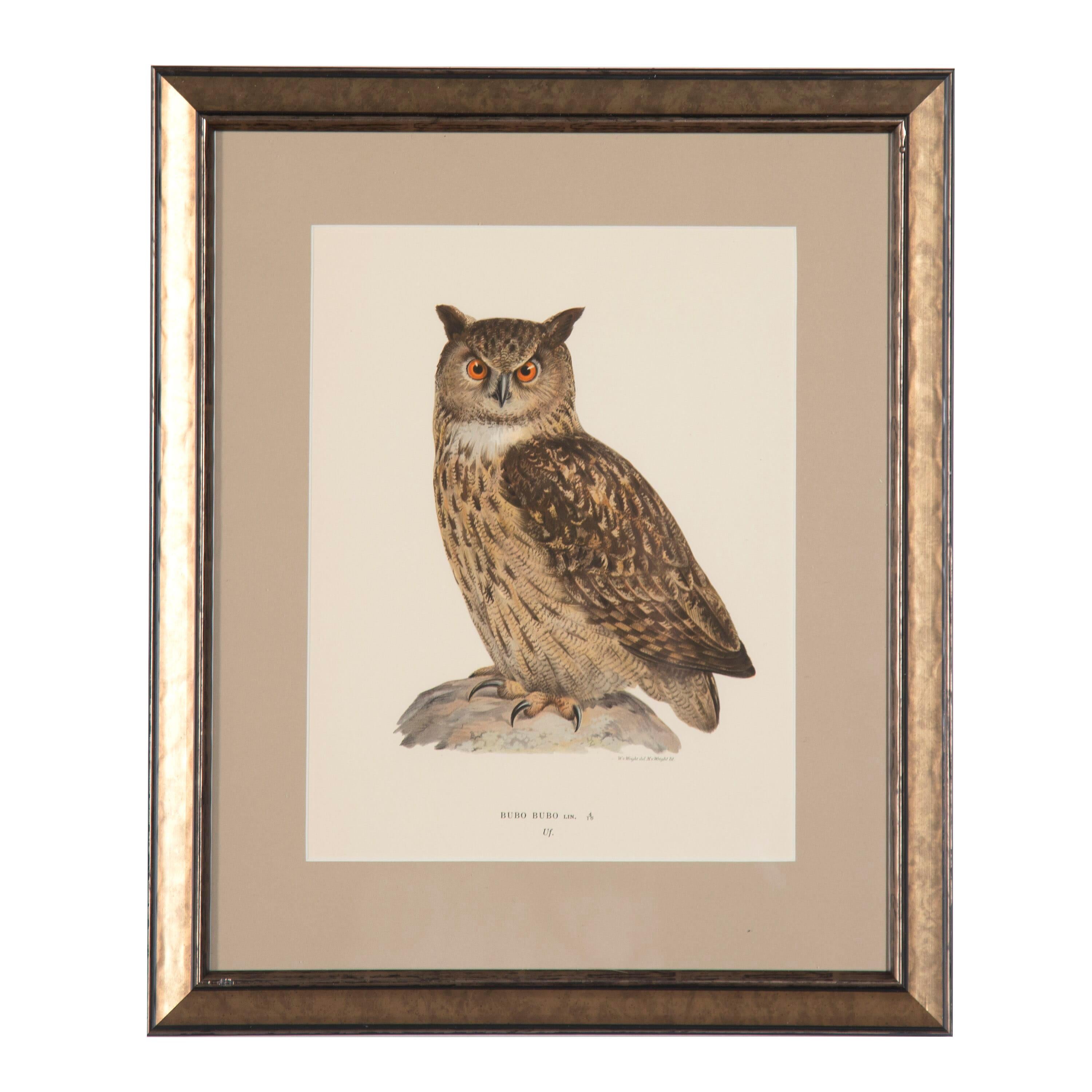 Collection of Swedish owl engravings by the Finnish artist, Magnus Von Wright who was a well-known artist and ornithologist.

These engravings capture details and colours not previously seen in their time. These colourful chromolithographs were