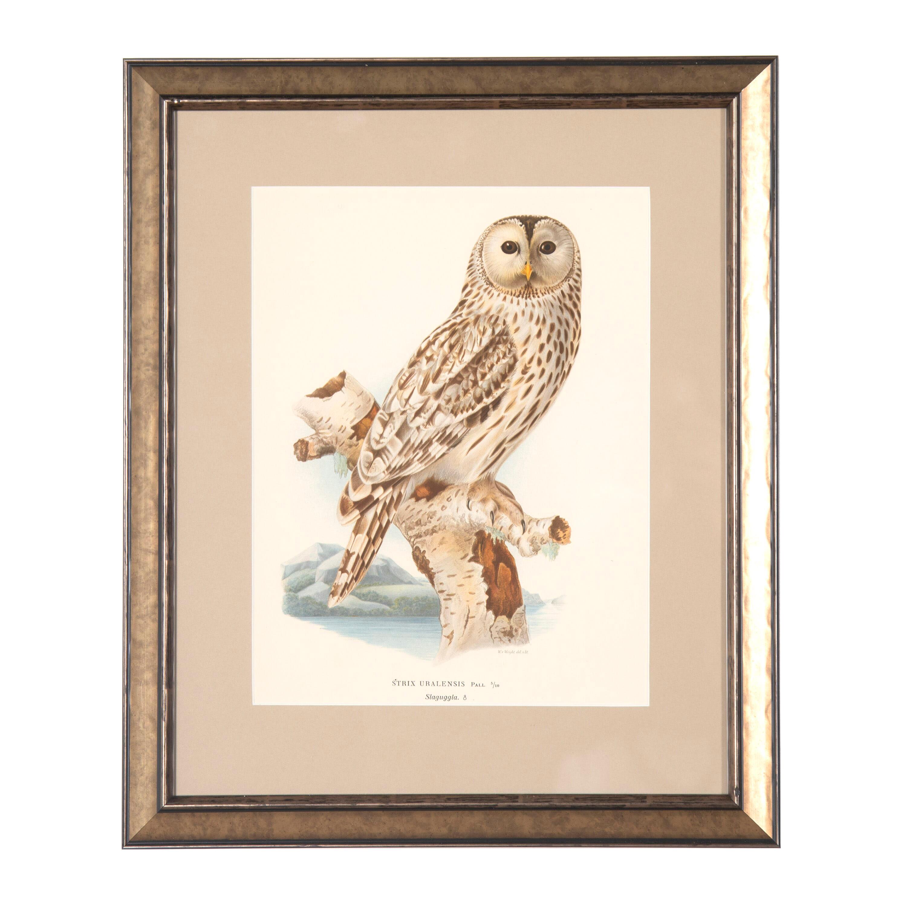 Swedish Collection of Owl Engravings by Magnus Von Wright