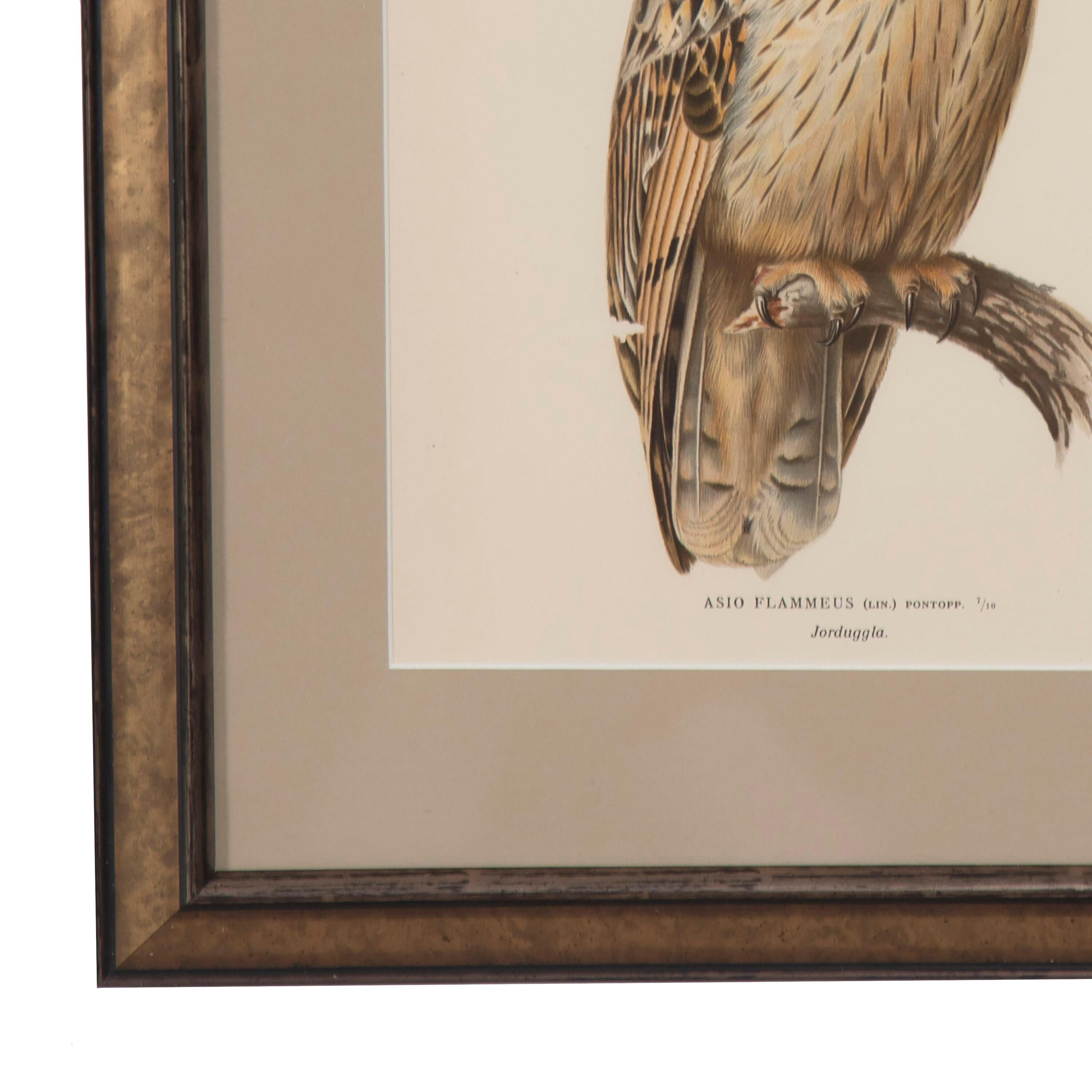 Collection of Owl Engravings by Magnus Von Wright In Good Condition In Tetbury, Gloucestershire