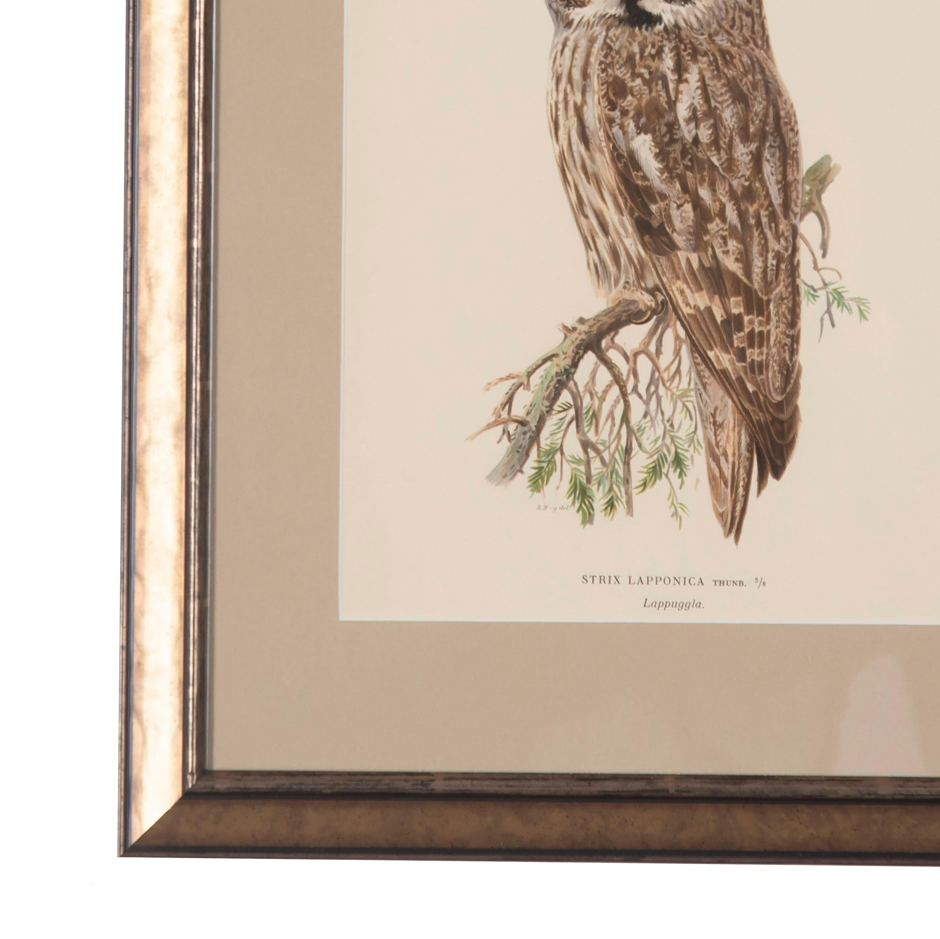 20th Century Collection of Owl Engravings by Magnus Von Wright