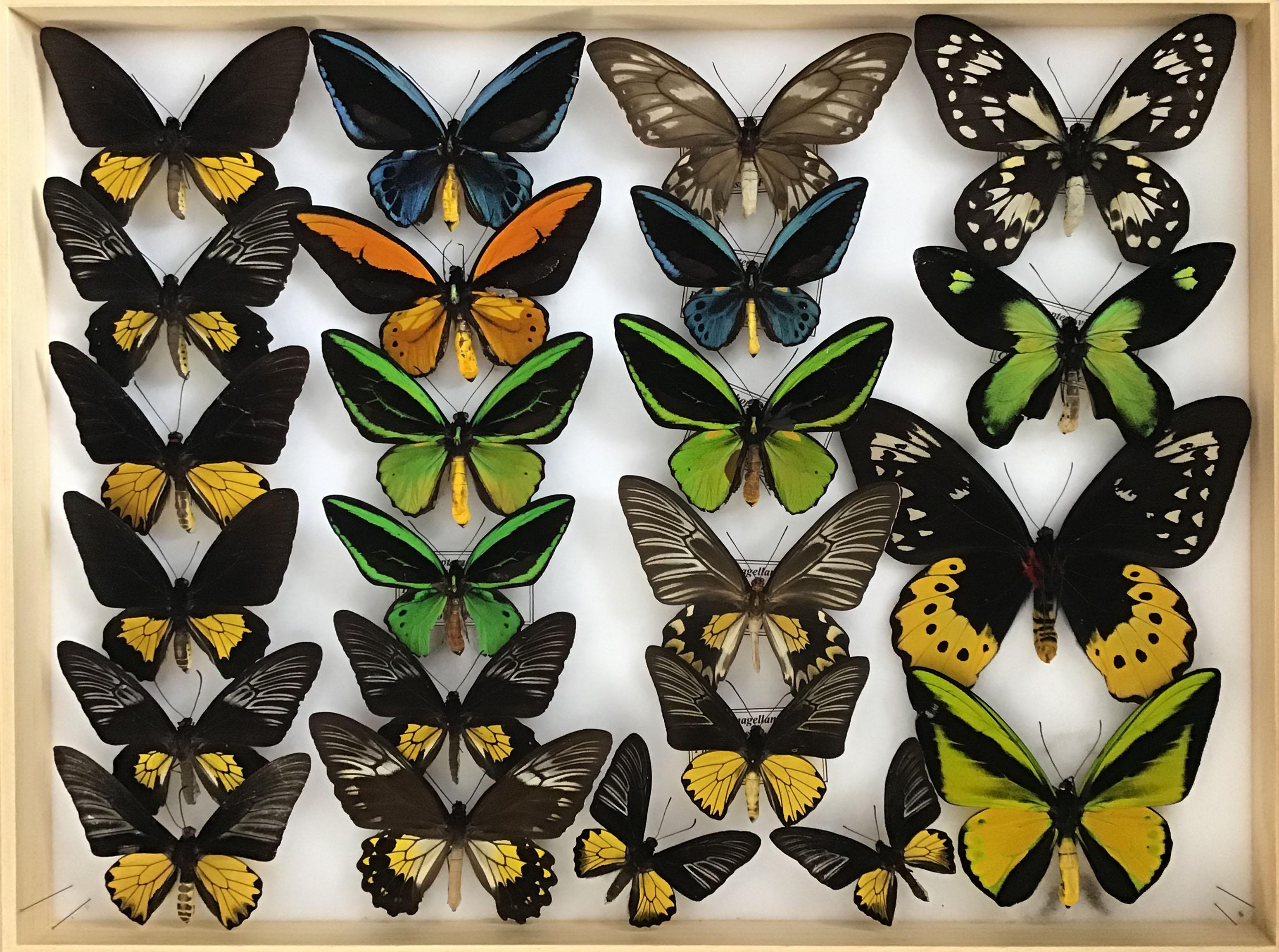 Set of 55 birdwing butterflies from Papau New Guinea, presented in a pair of custom ash shadow boxes on a silk white background. These specimens are extremely rare, including three spectacular Ornithoptera Victoriae, and have been curated from a