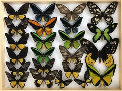 Collection of Rare Birdwing Butterflies