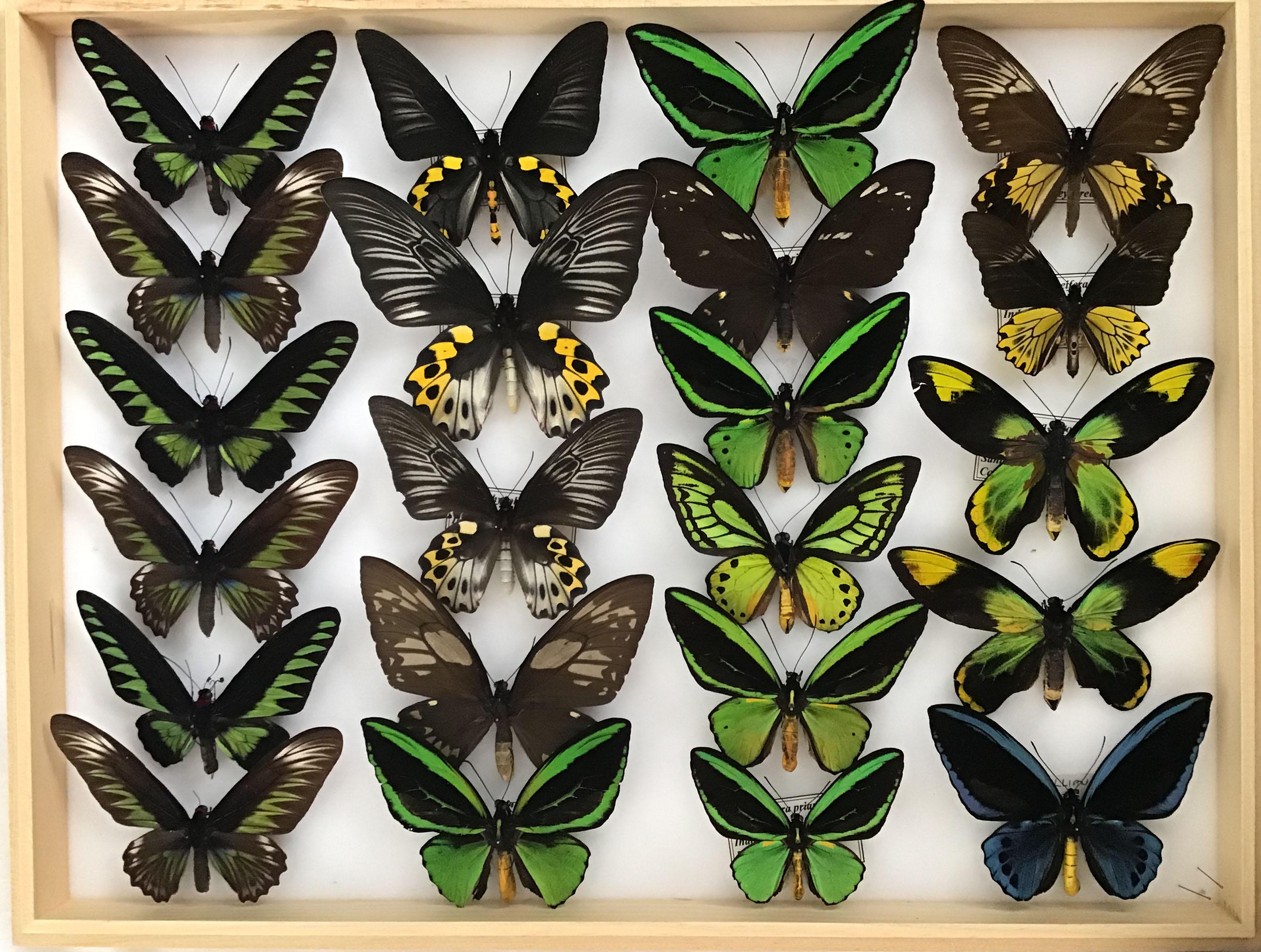 birdwing butterflies for sale