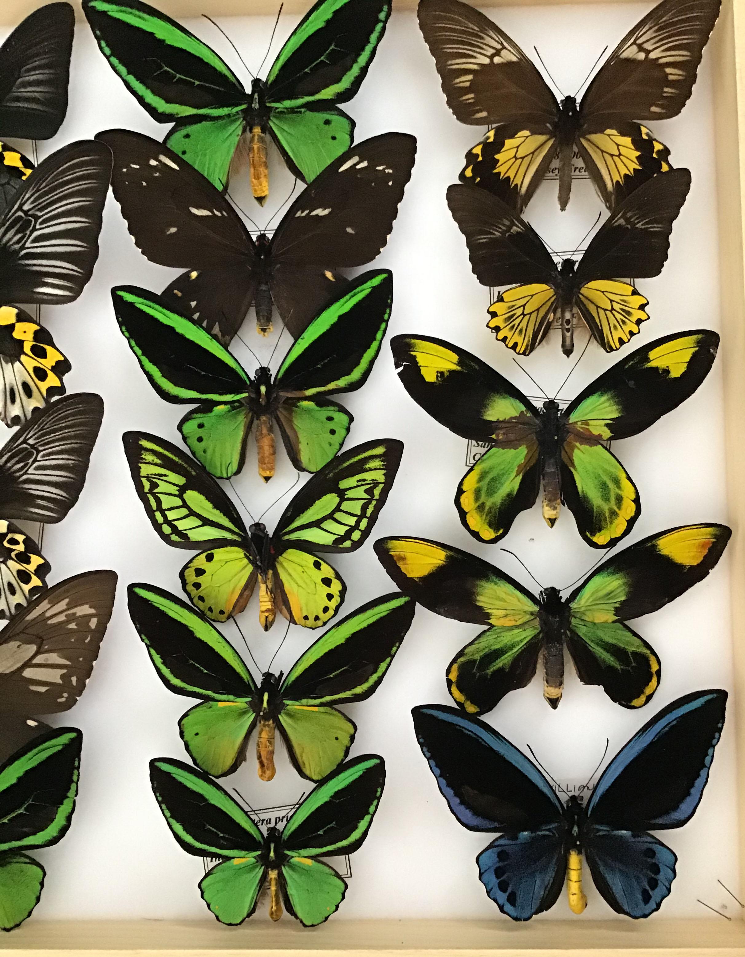 rare butterflies for sale