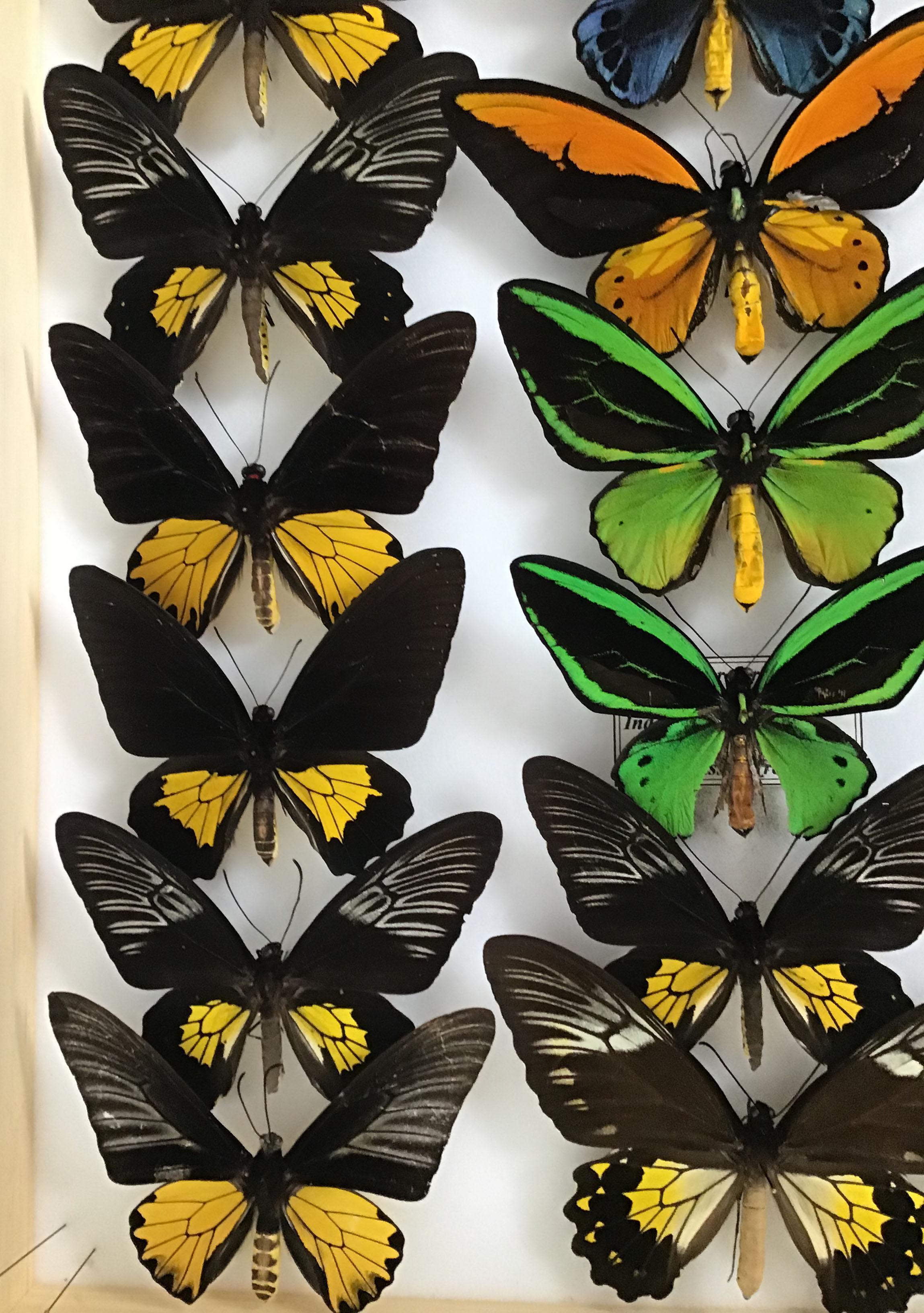 Collection of Rare Birdwing Butterflies In Excellent Condition In Larkspur, CA