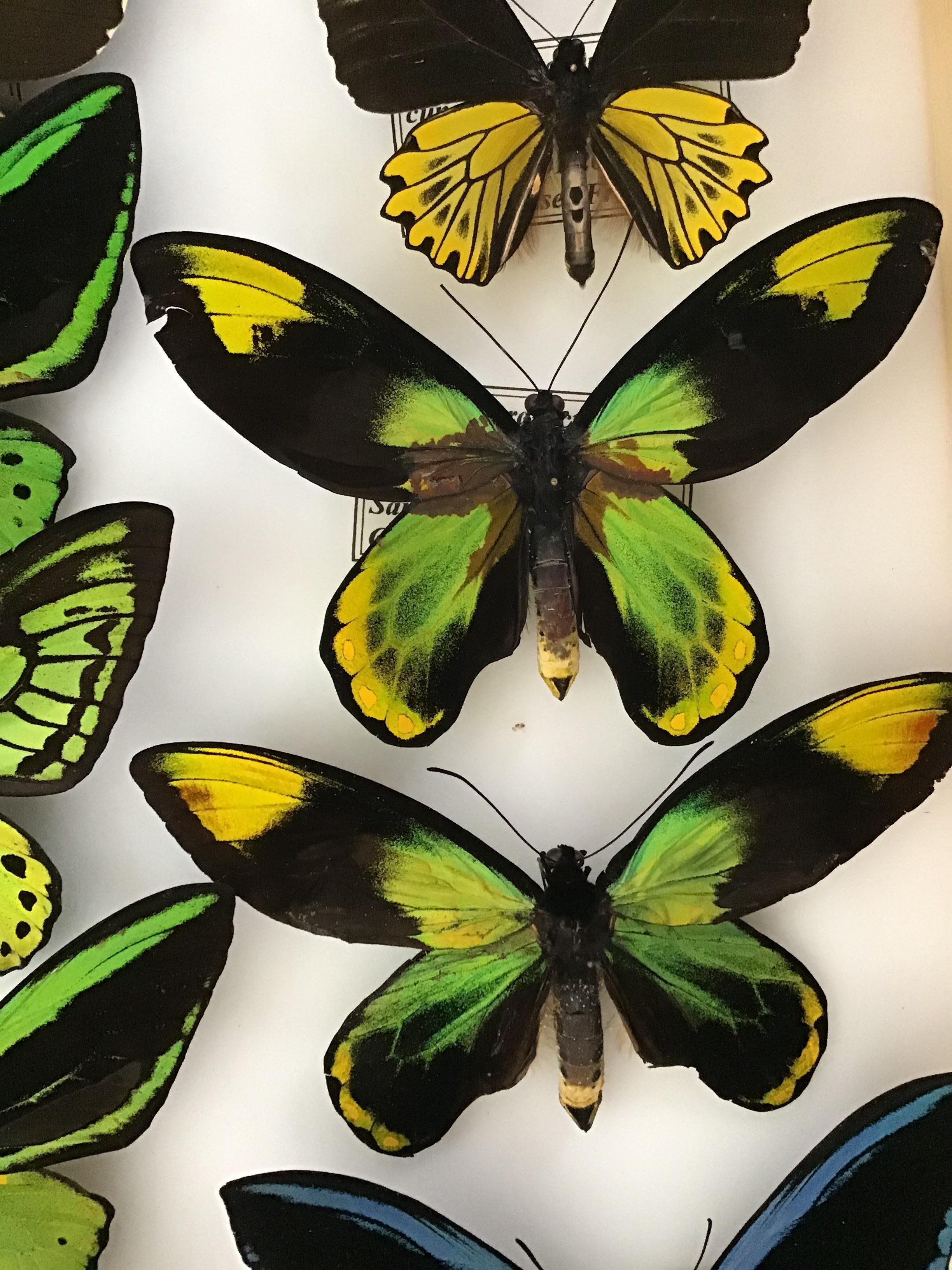 20th Century Collection of Rare Birdwing Butterflies