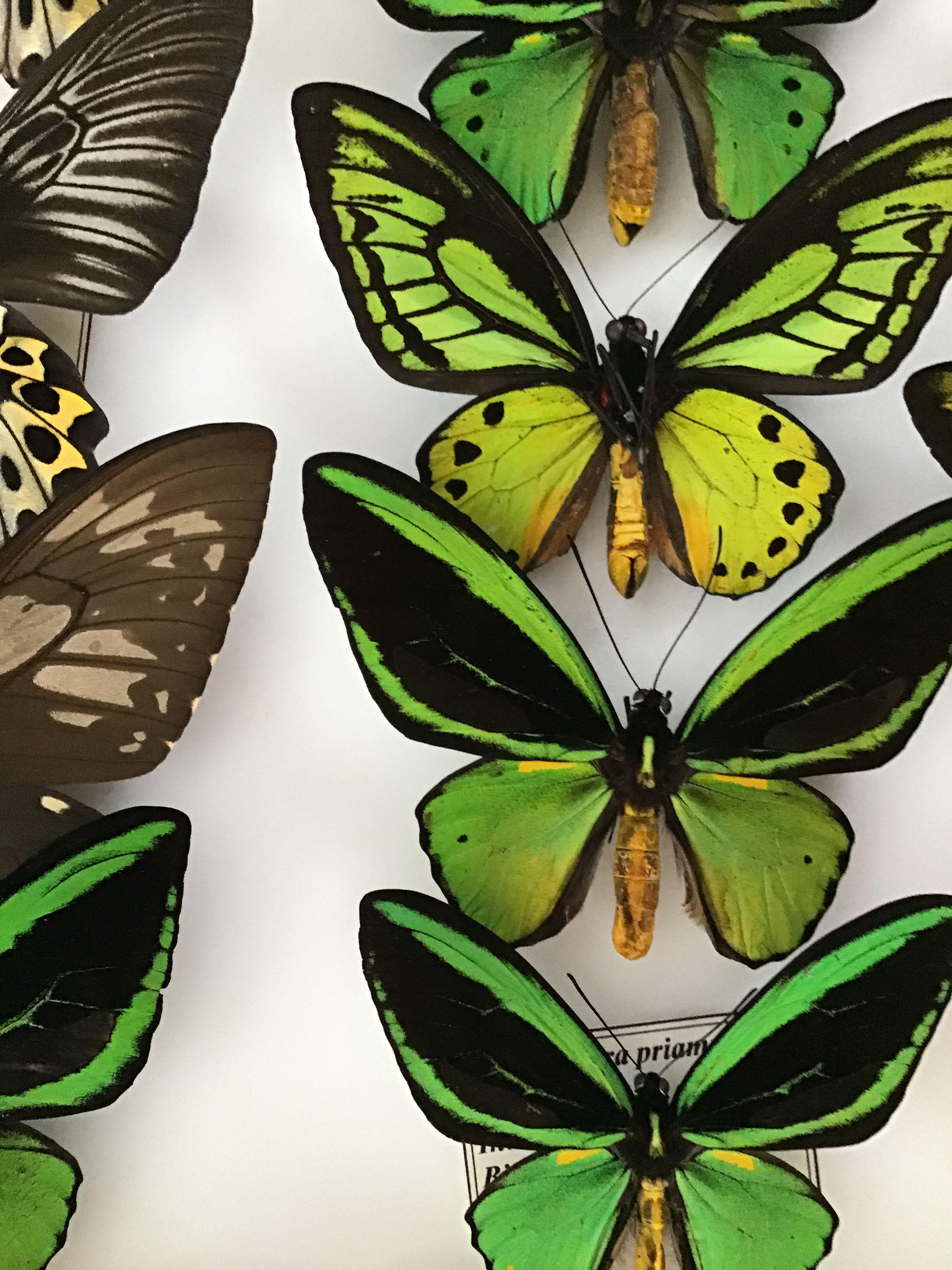 Wood Collection of Rare Birdwing Butterflies
