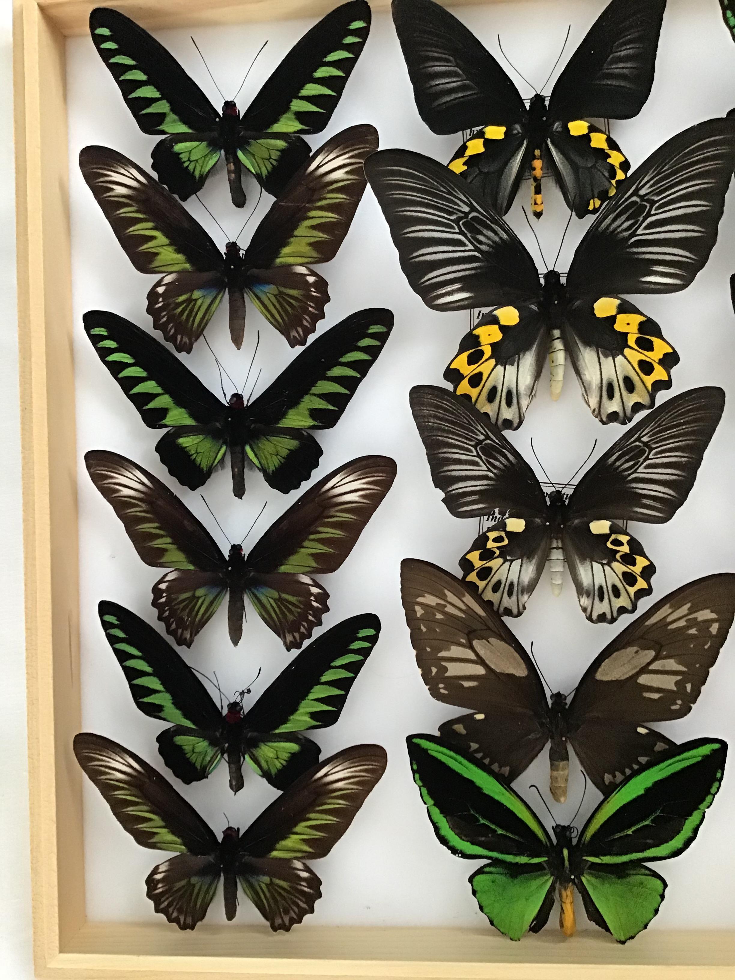 Collection of Rare Birdwing Butterflies 1