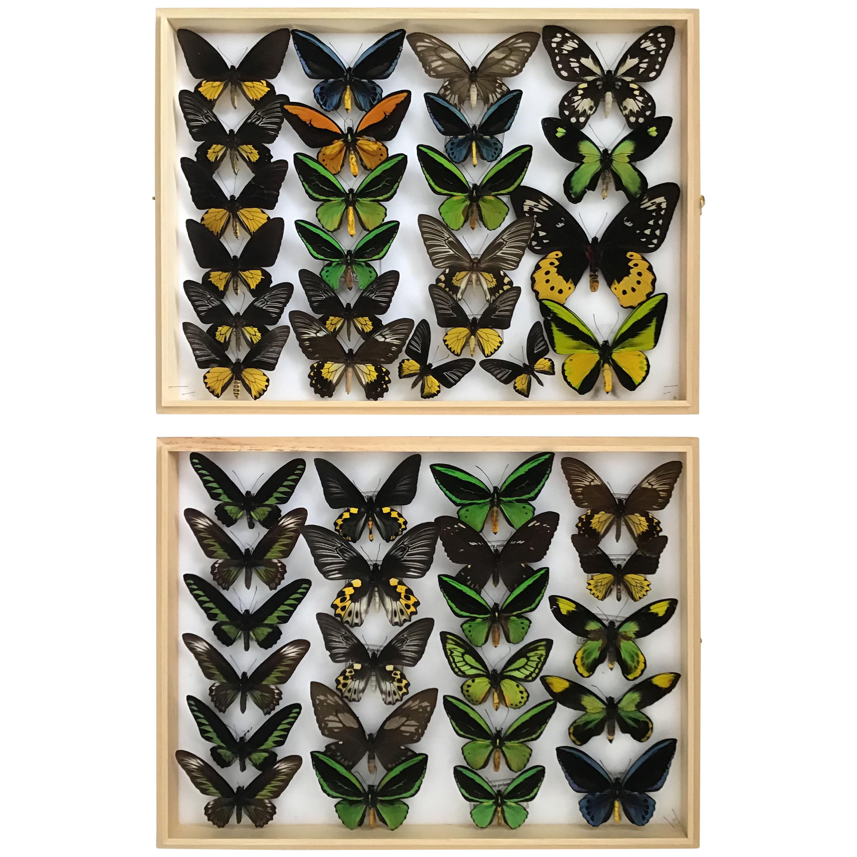 Collection of Rare Birdwing Butterflies