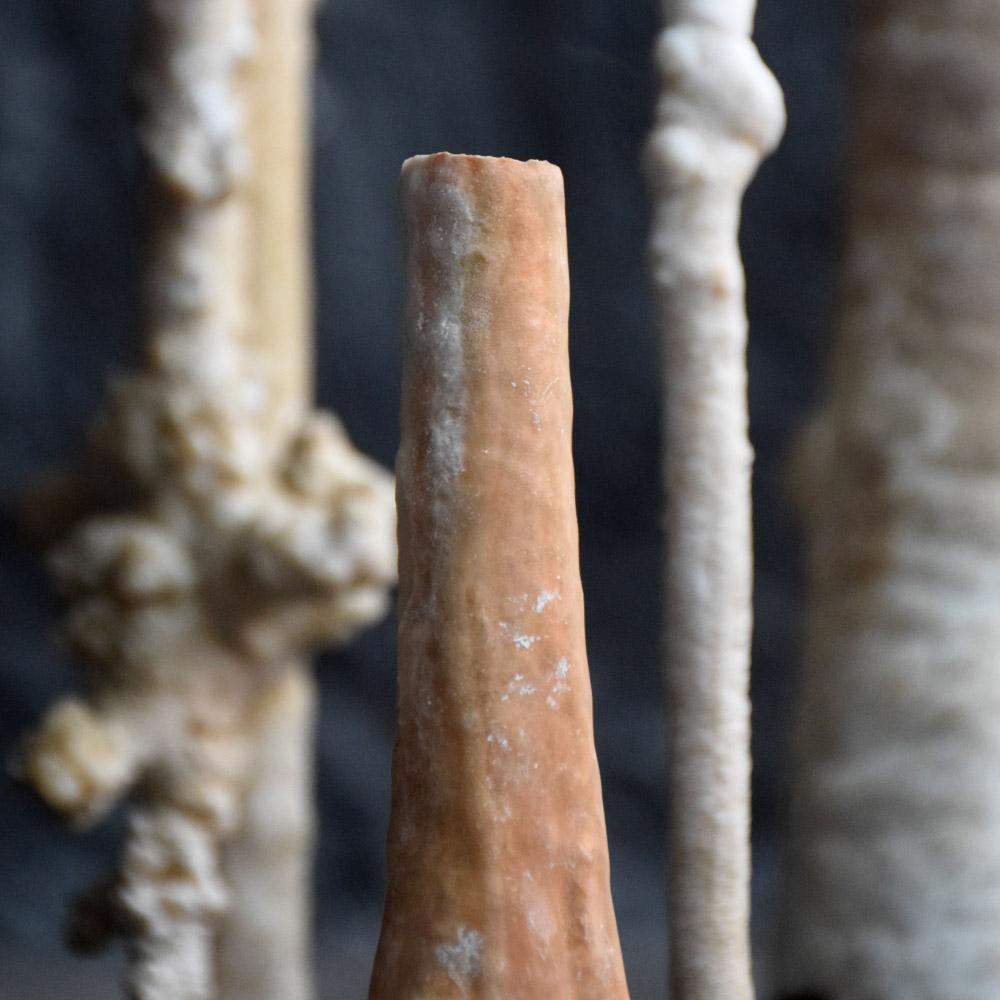 Collection of Rare Shaped Natural History Museum Stalagmite Forms In Good Condition In London, GB
