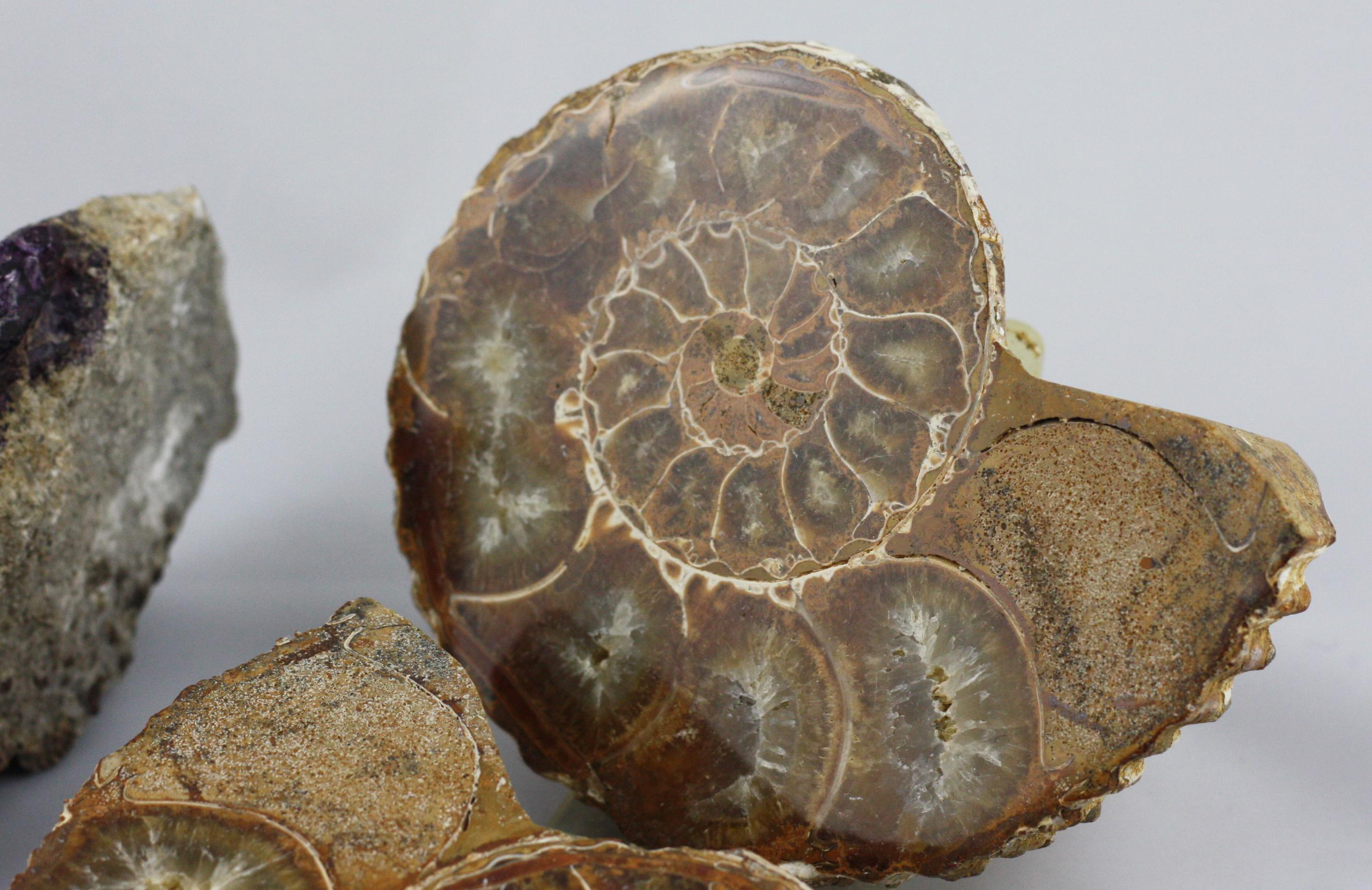 18th Century and Earlier Collection of Rock Fossils Including Blue John and an Ammonite