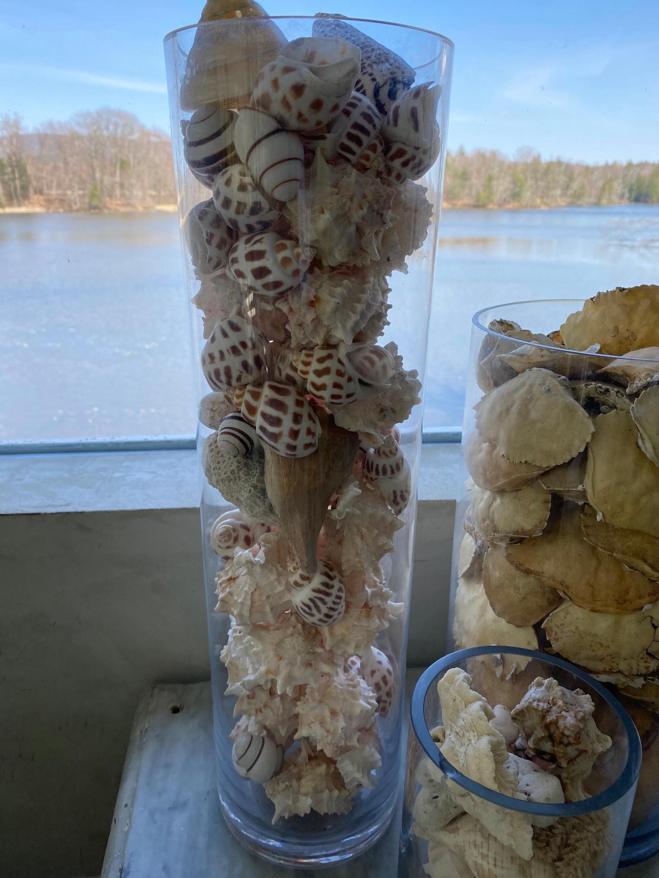 A large collection of exotic seashells arranged and displayed in three cylindrical glass containers. A wonderful decorative interest in any room or take individual shells or a grouping and create something wonderful. The shells are stunningly