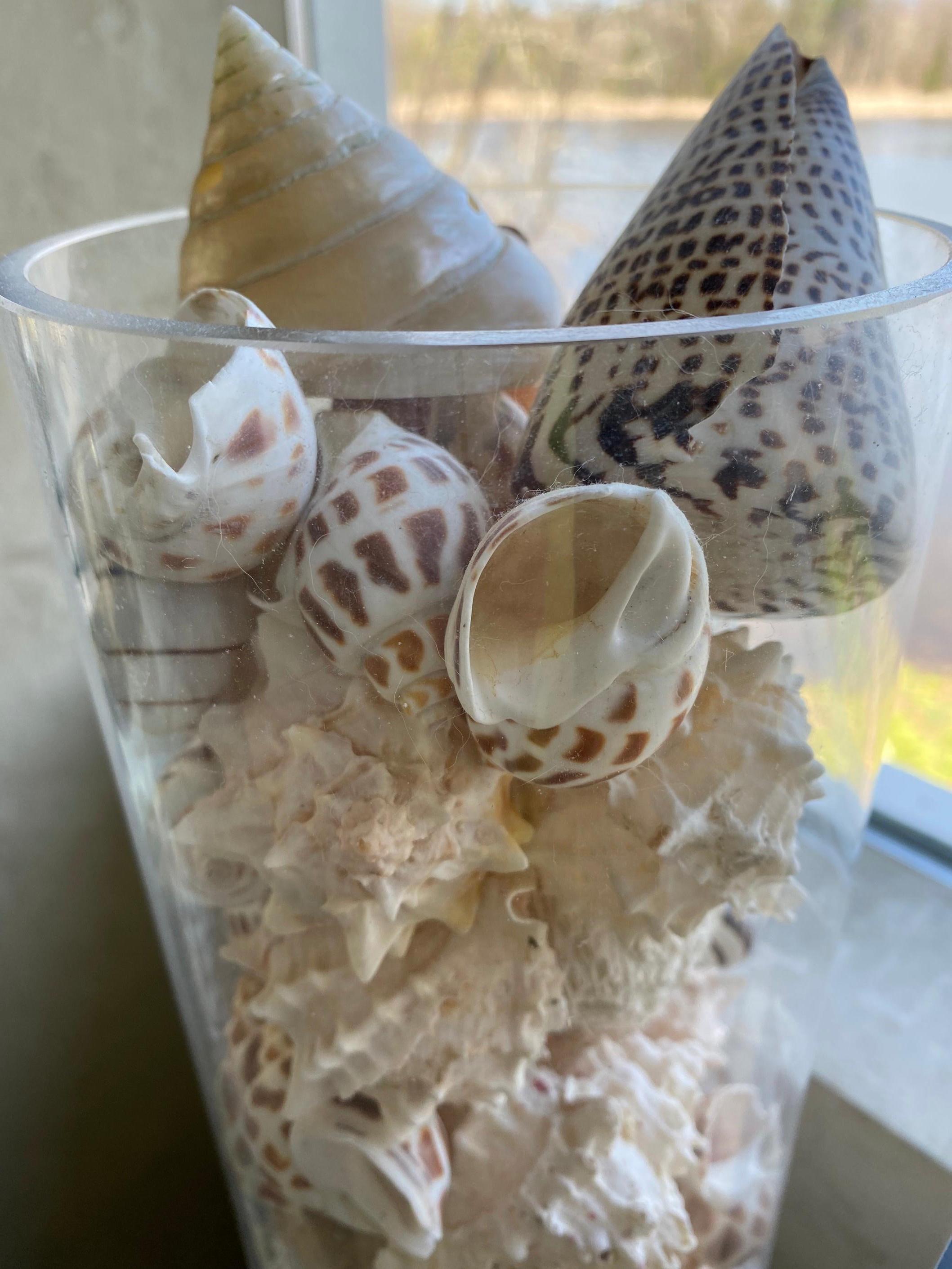 Organic Modern Collection of Sea Shells For Sale