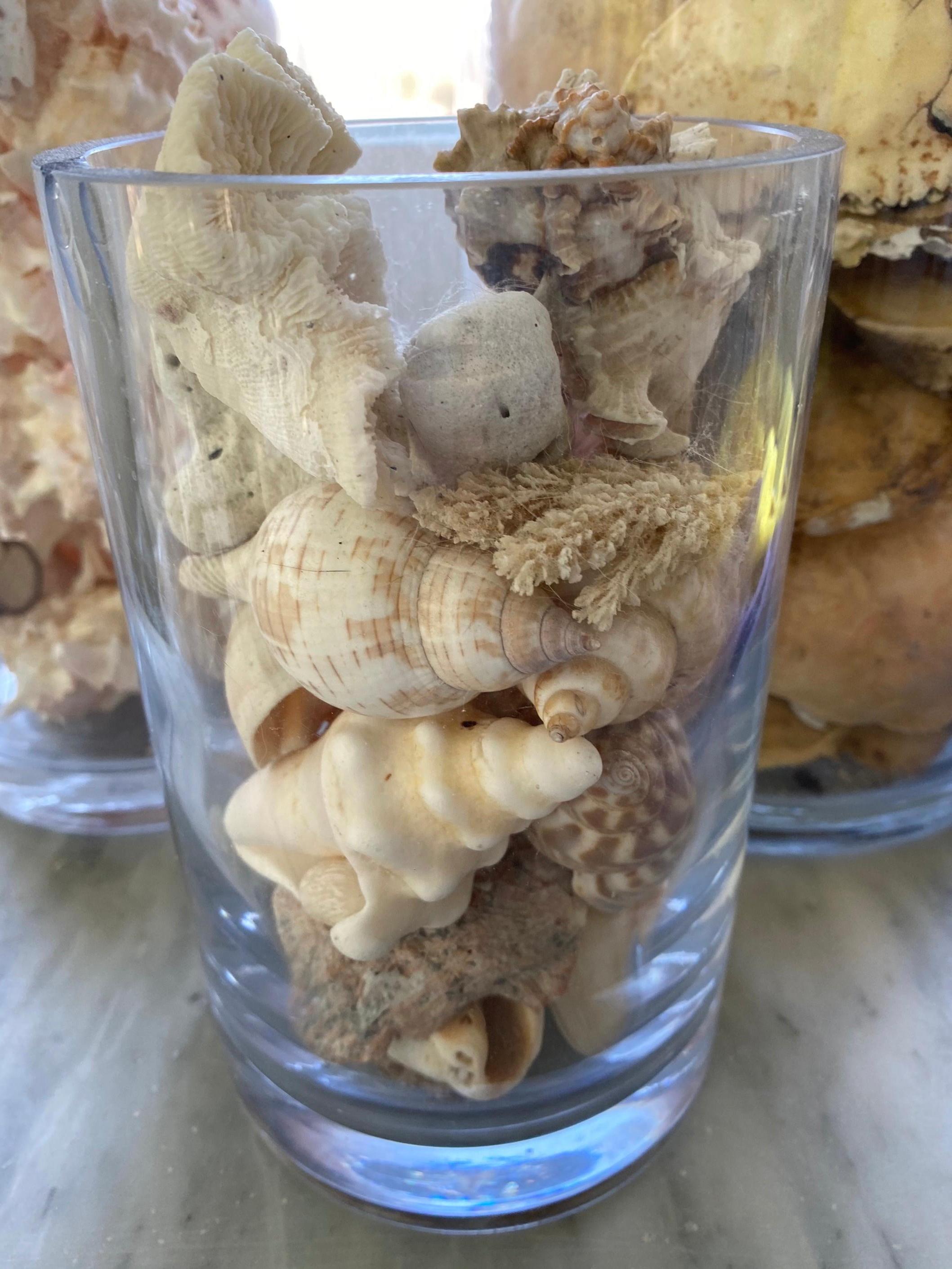 20th Century Collection of Sea Shells For Sale