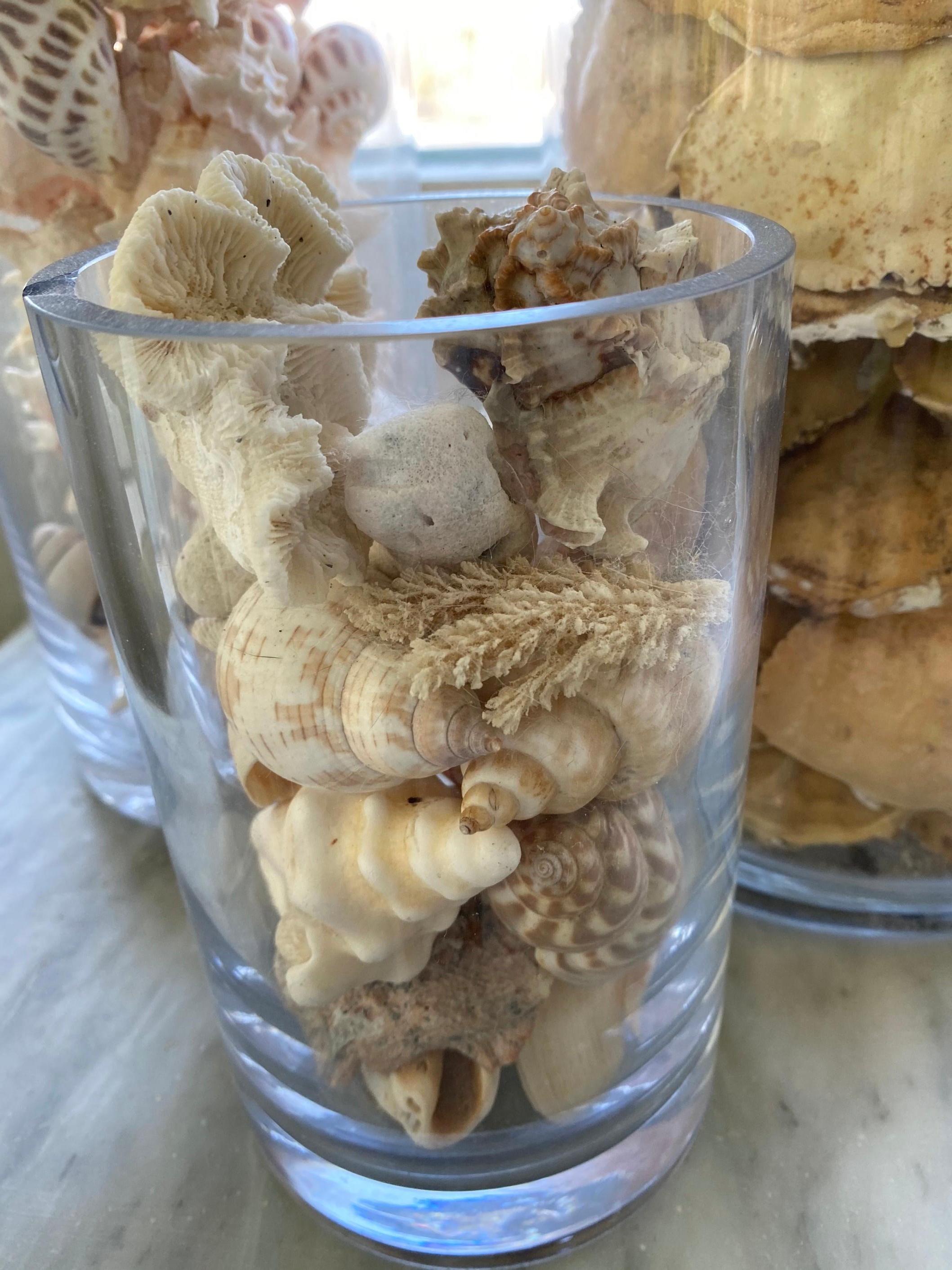 Collezione di conchiglie in vendita 1