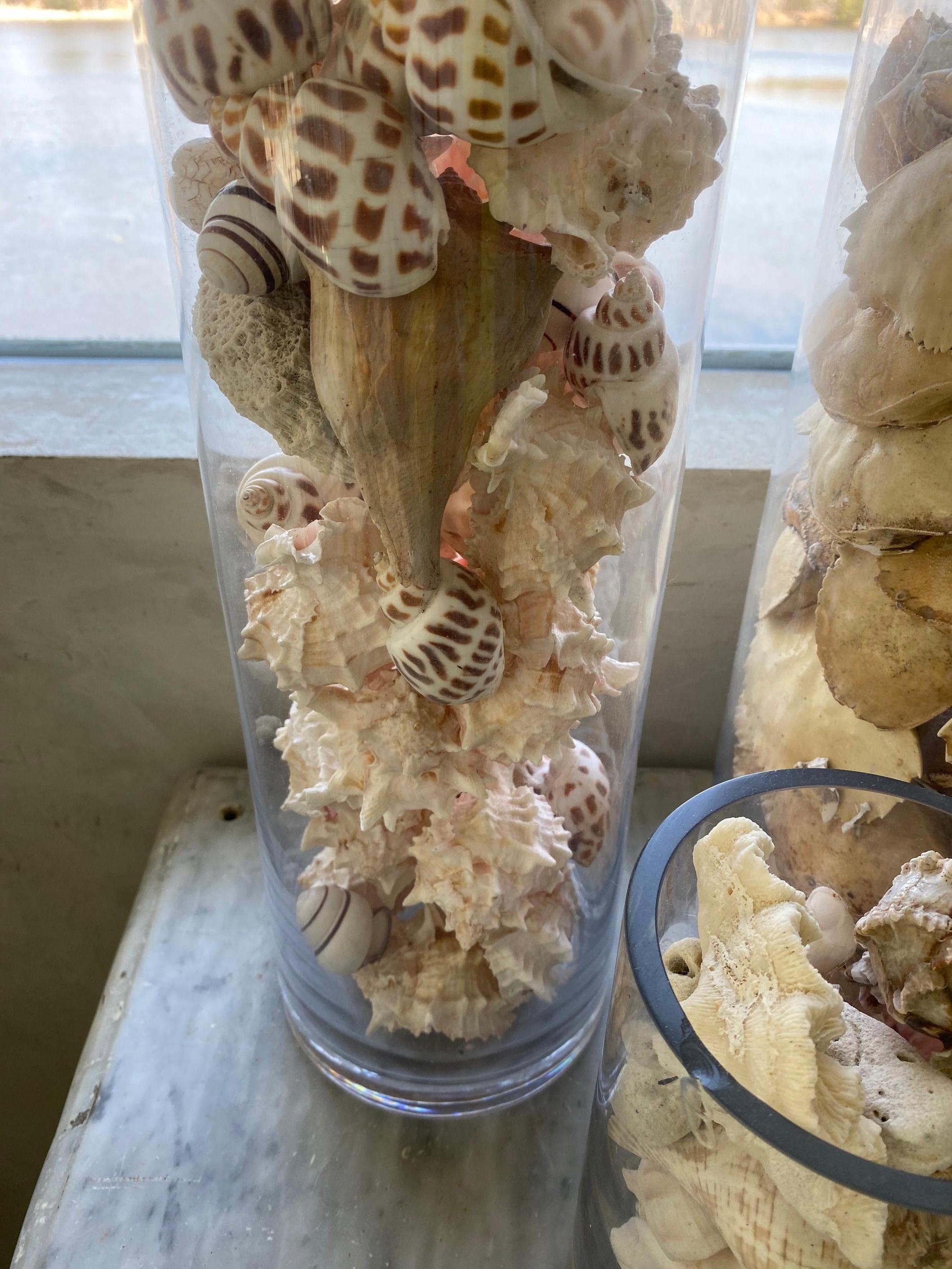 Collection of Sea Shells For Sale 2
