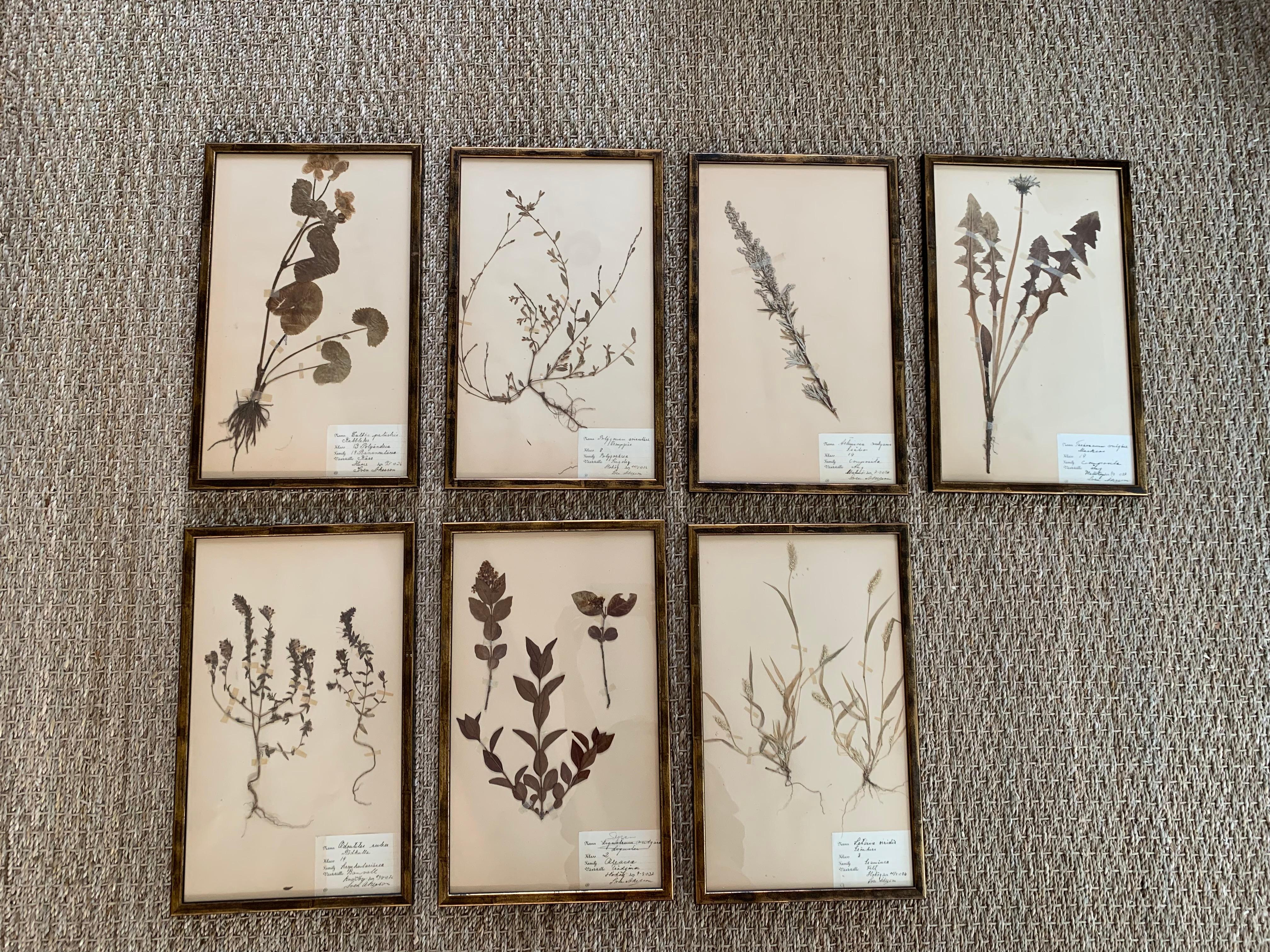 A lovely collection of seven Swedish herbarium studies from the early 20th century with original dated labels. Catalogued by hand with the latin name of the plant and the date. Beautiful bronze and black painted frames. Sold separately.