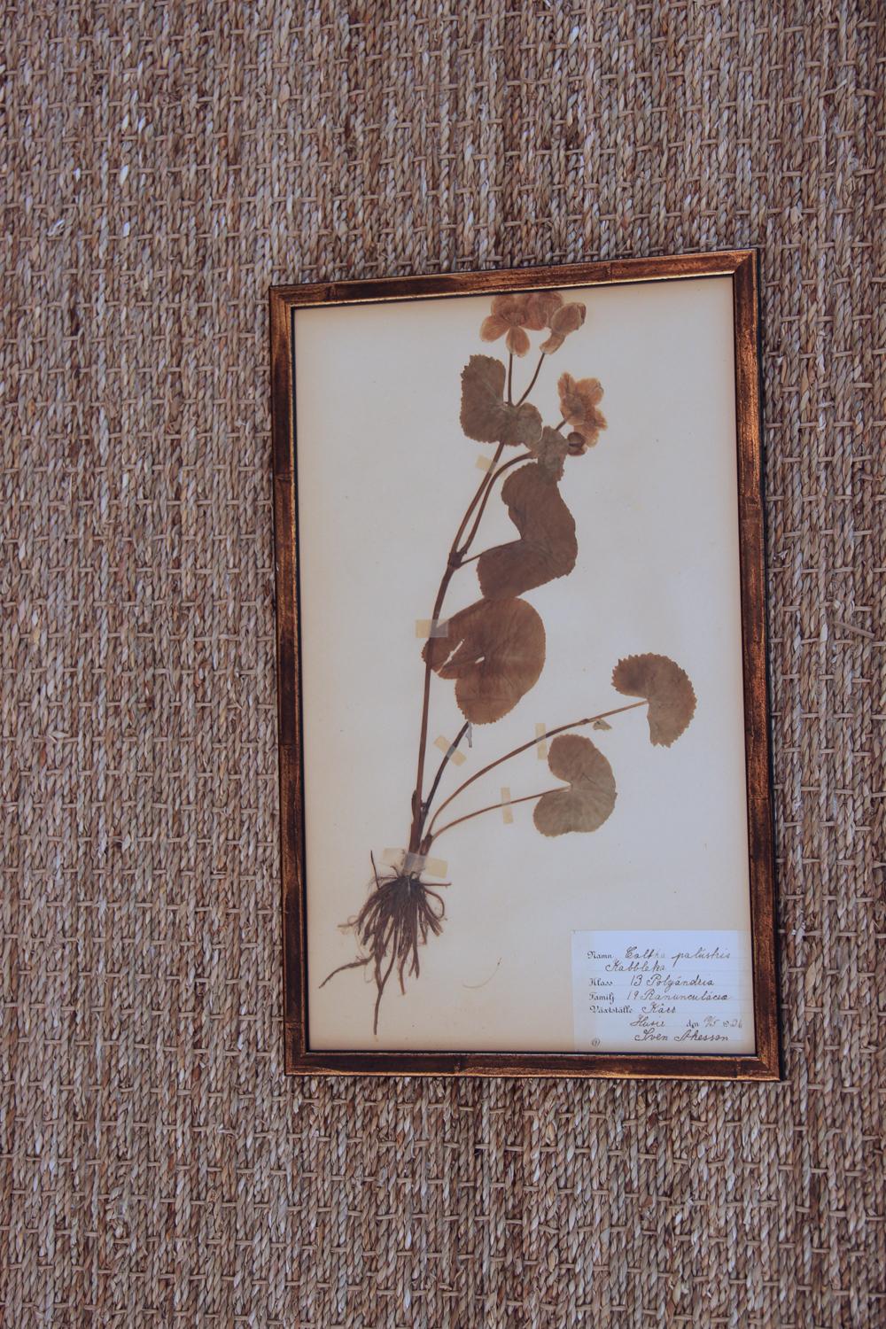 Hand-Crafted Collection of Seven Framed Swedish Herbarium Studies