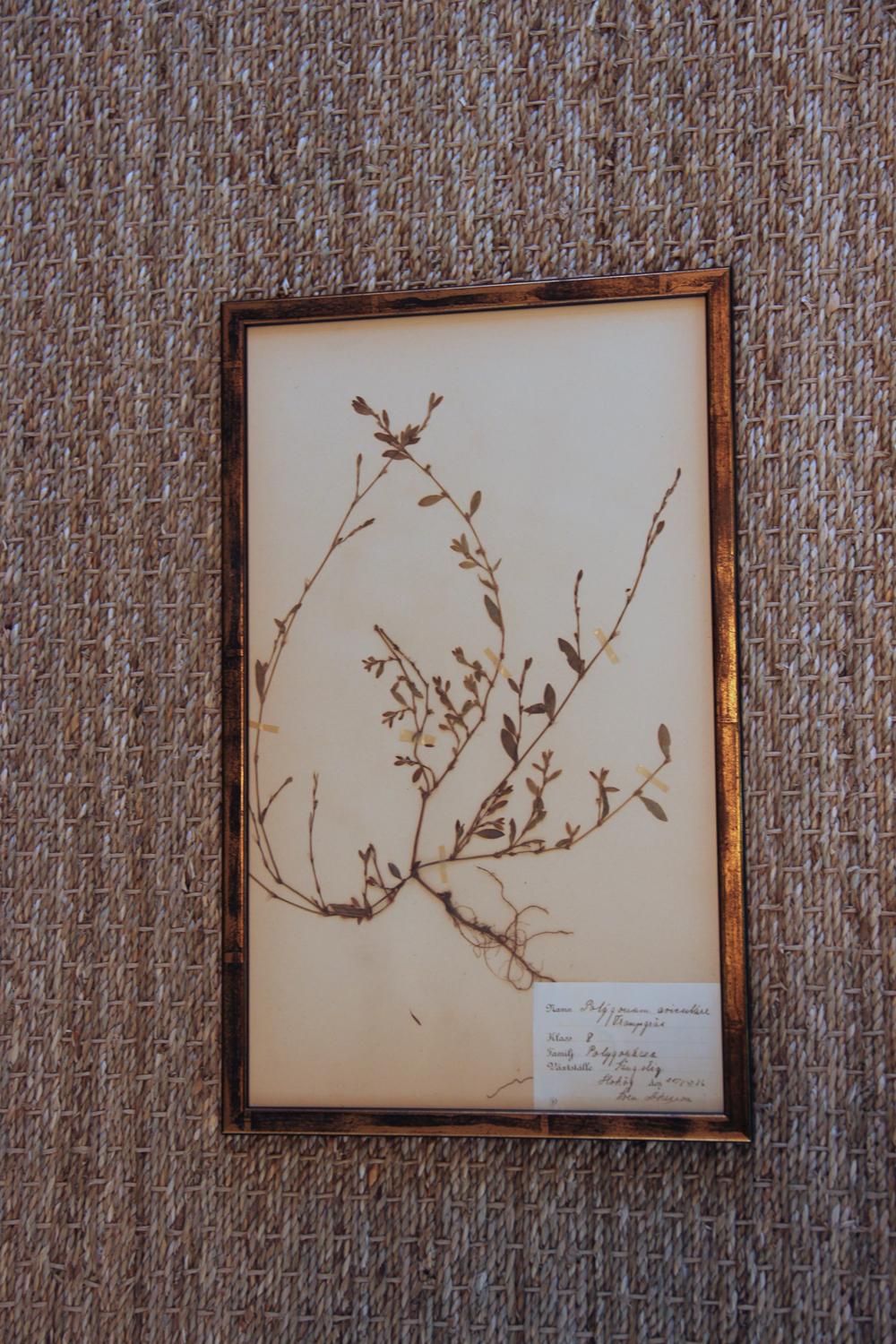 Collection of Seven Framed Swedish Herbarium Studies In Excellent Condition In Wichita, KS